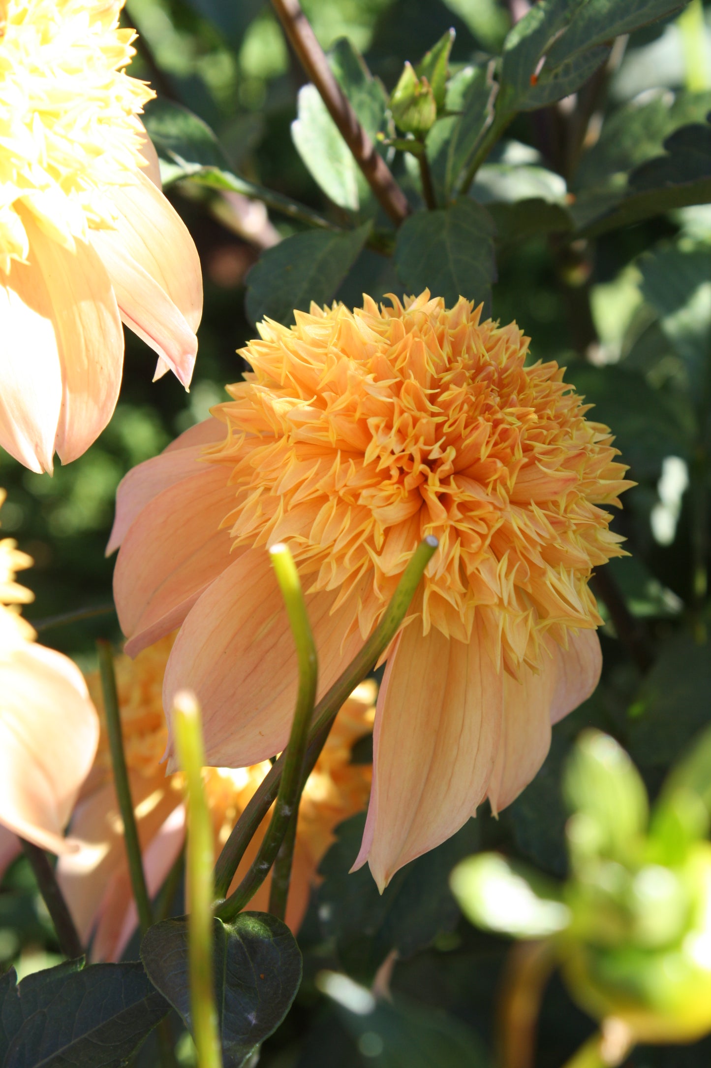 Sandia Brocade Dahlia Tuber