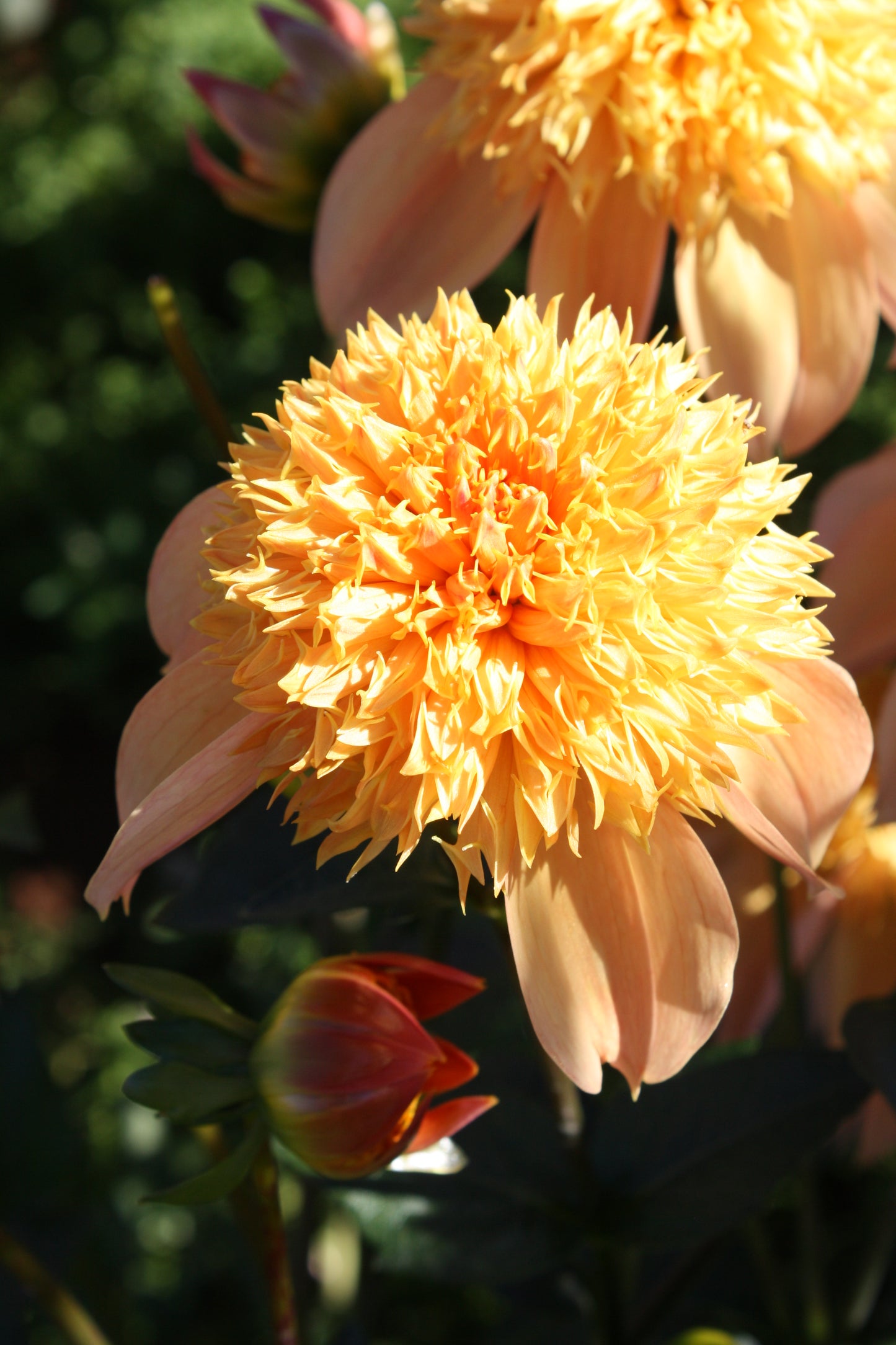 Sandia Brocade Dahlia Tuber