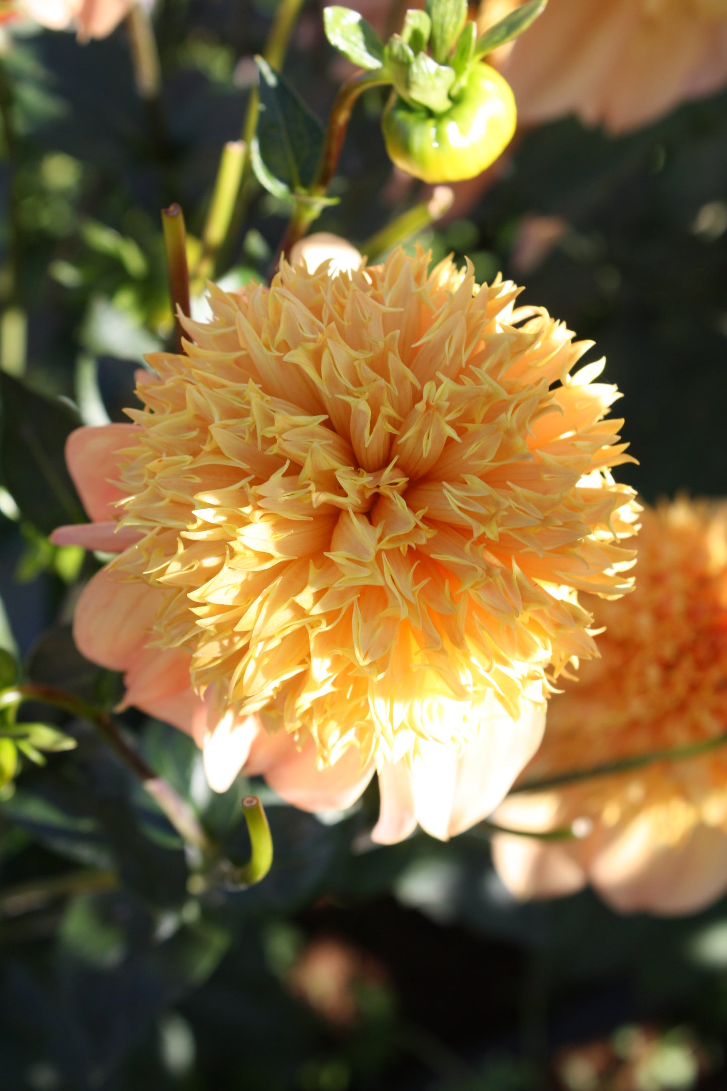 Sandia Brocade Dahlia Tuber