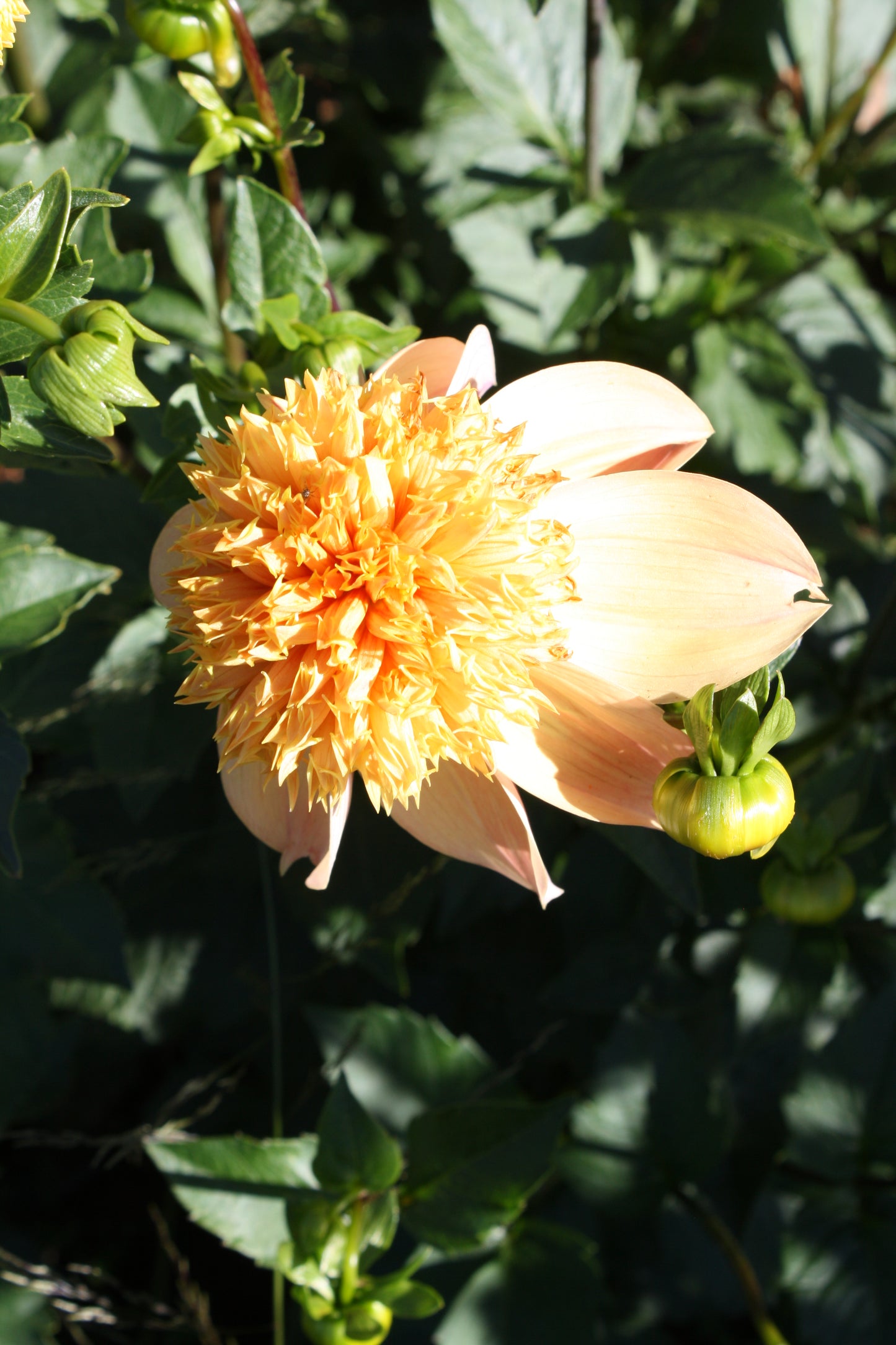 Sandia Brocade Dahlia Tuber