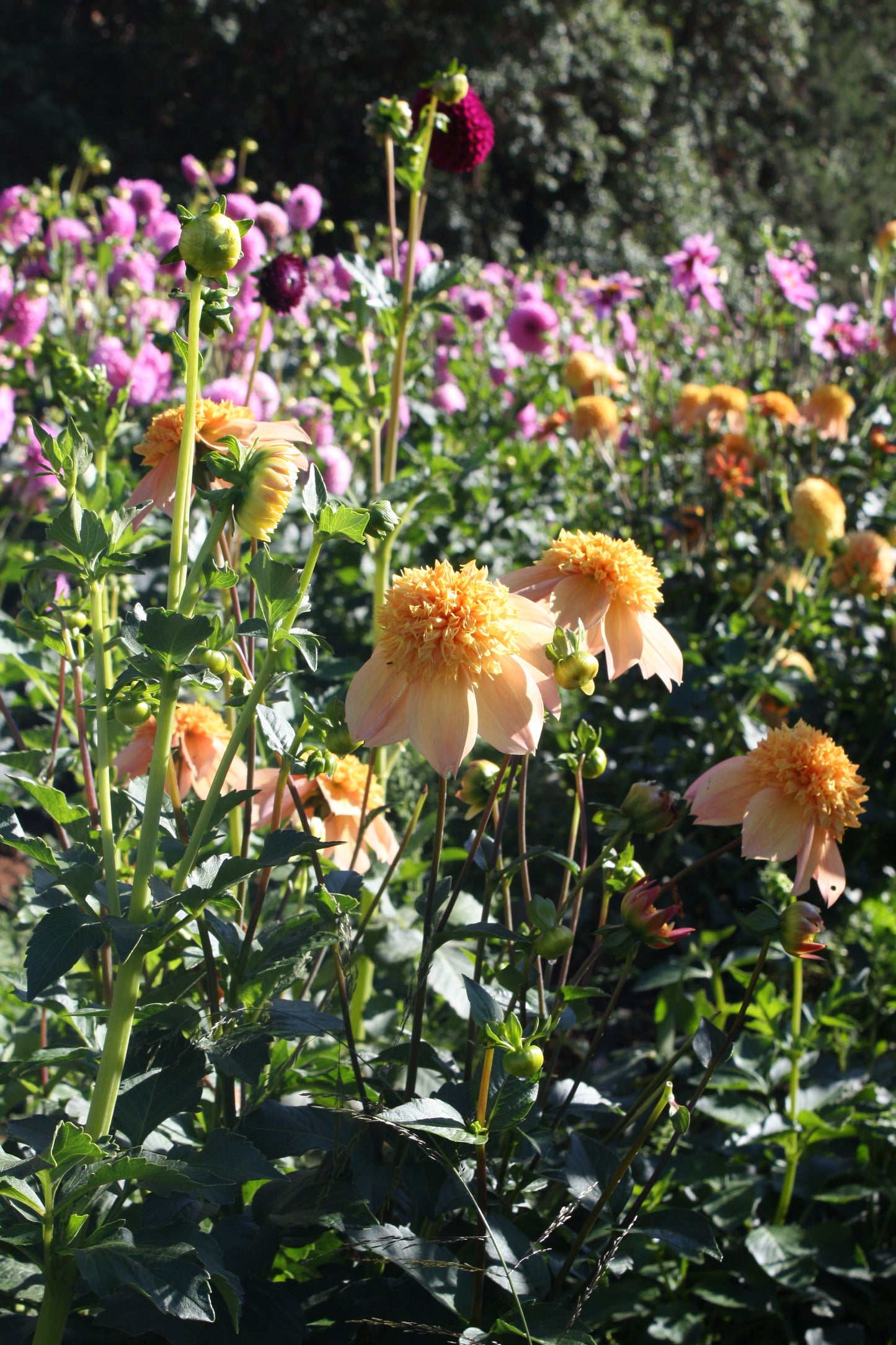 Sandia Brocade Dahlia Tuber