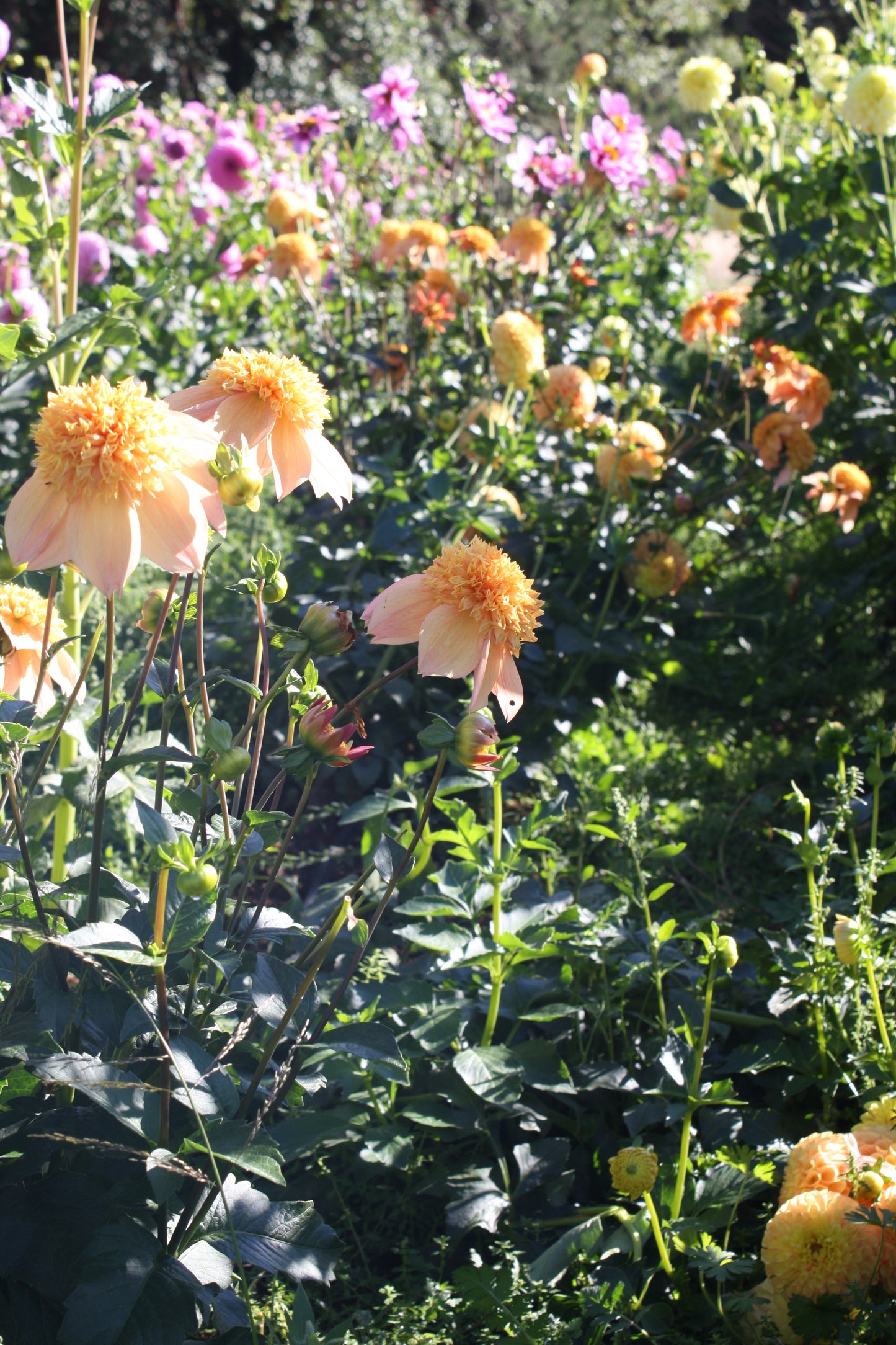 Sandia Brocade Dahlia Tuber