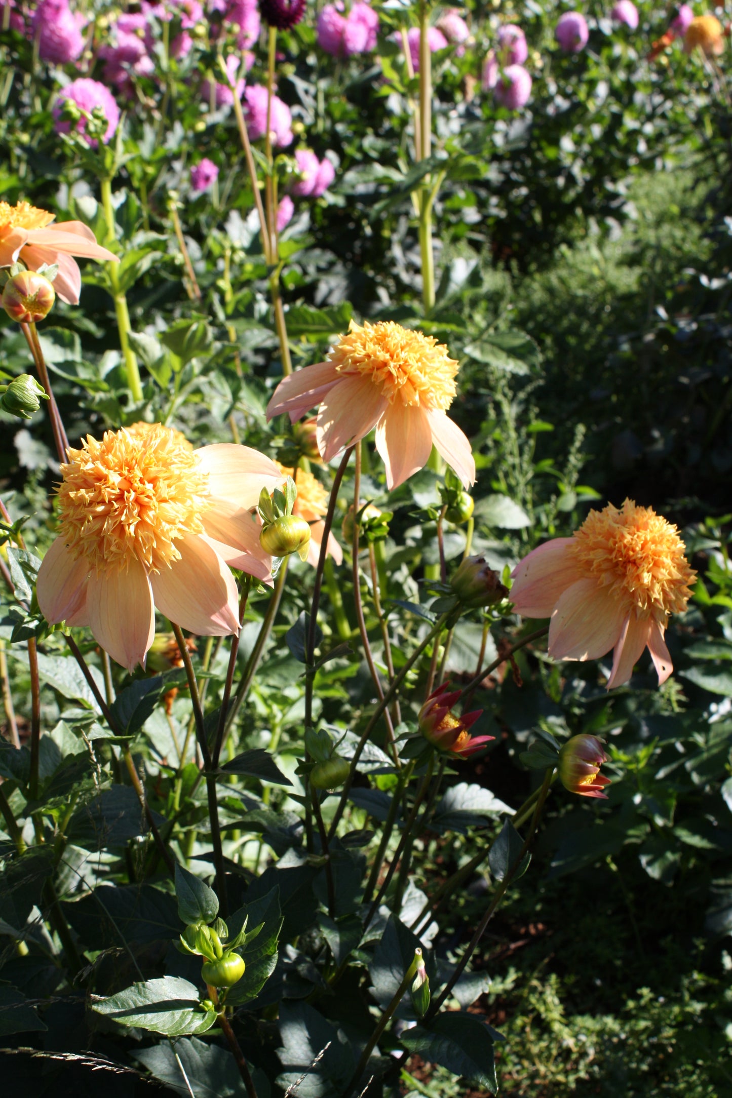 Sandia Brocade Dahlia Tuber
