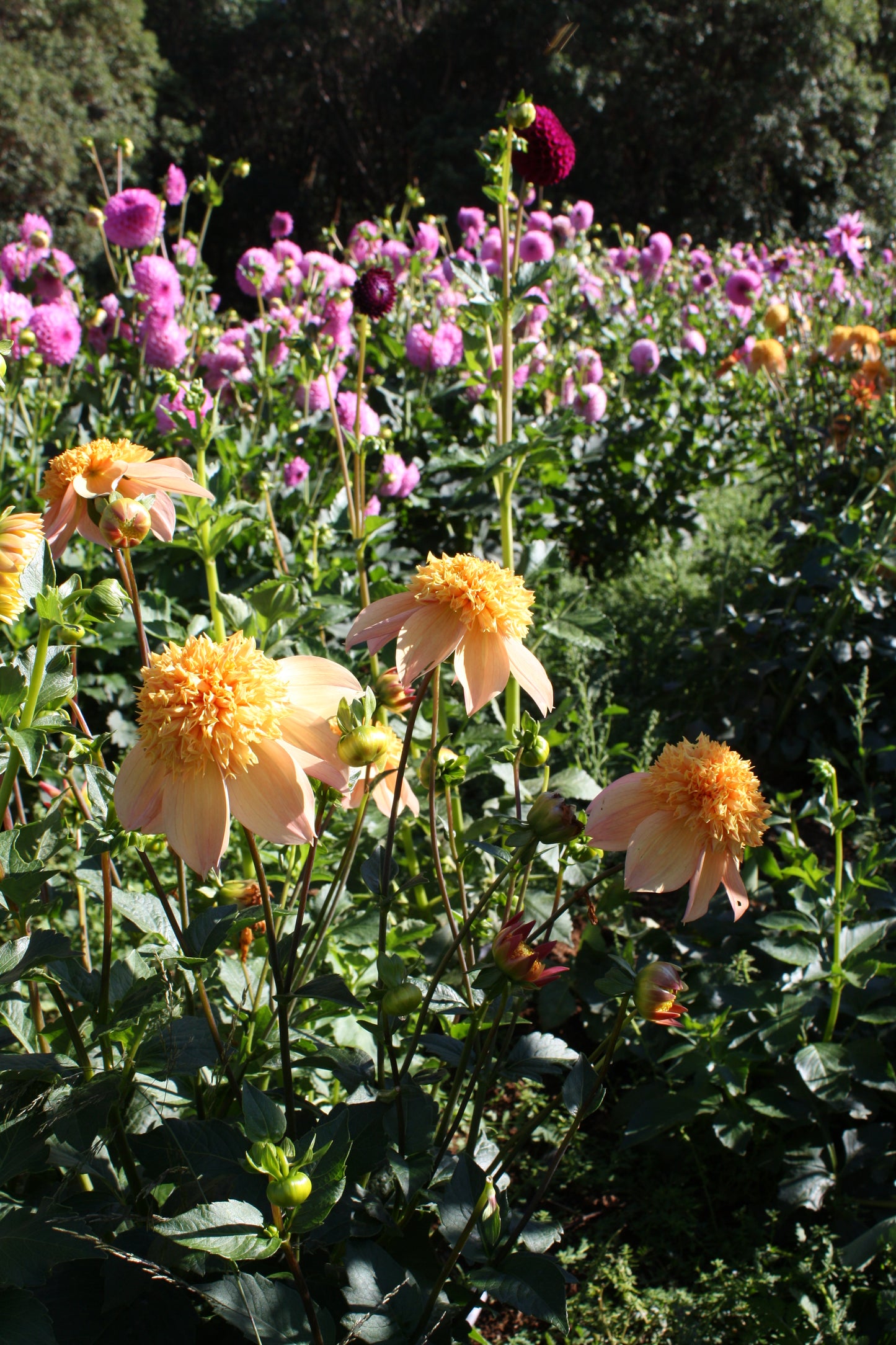 Sandia Brocade Dahlia Tuber