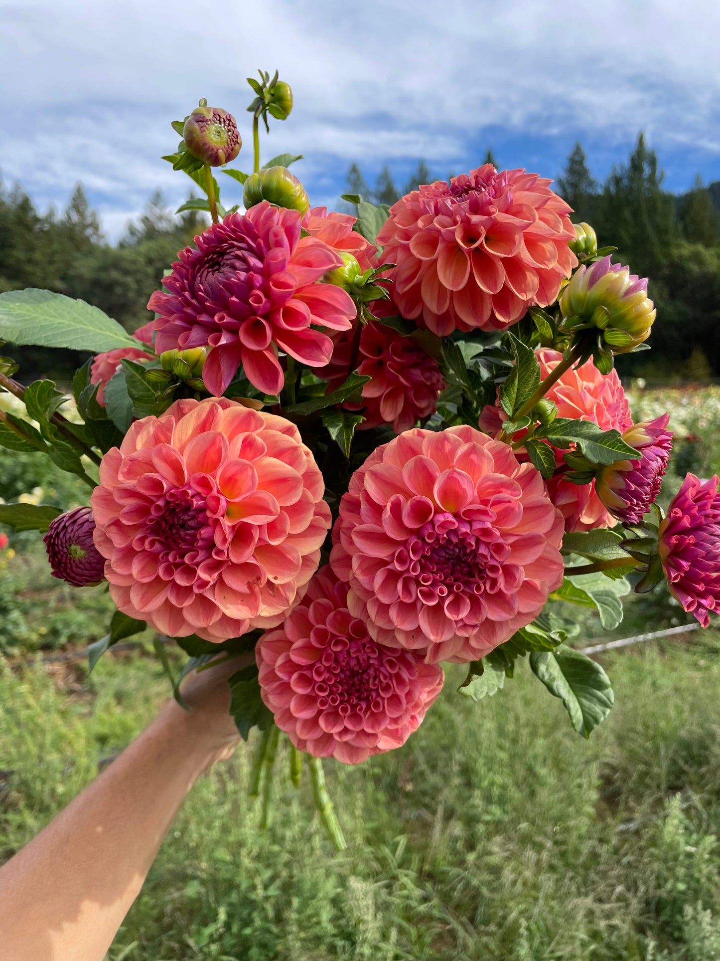 Chewy Dahlia Tuber