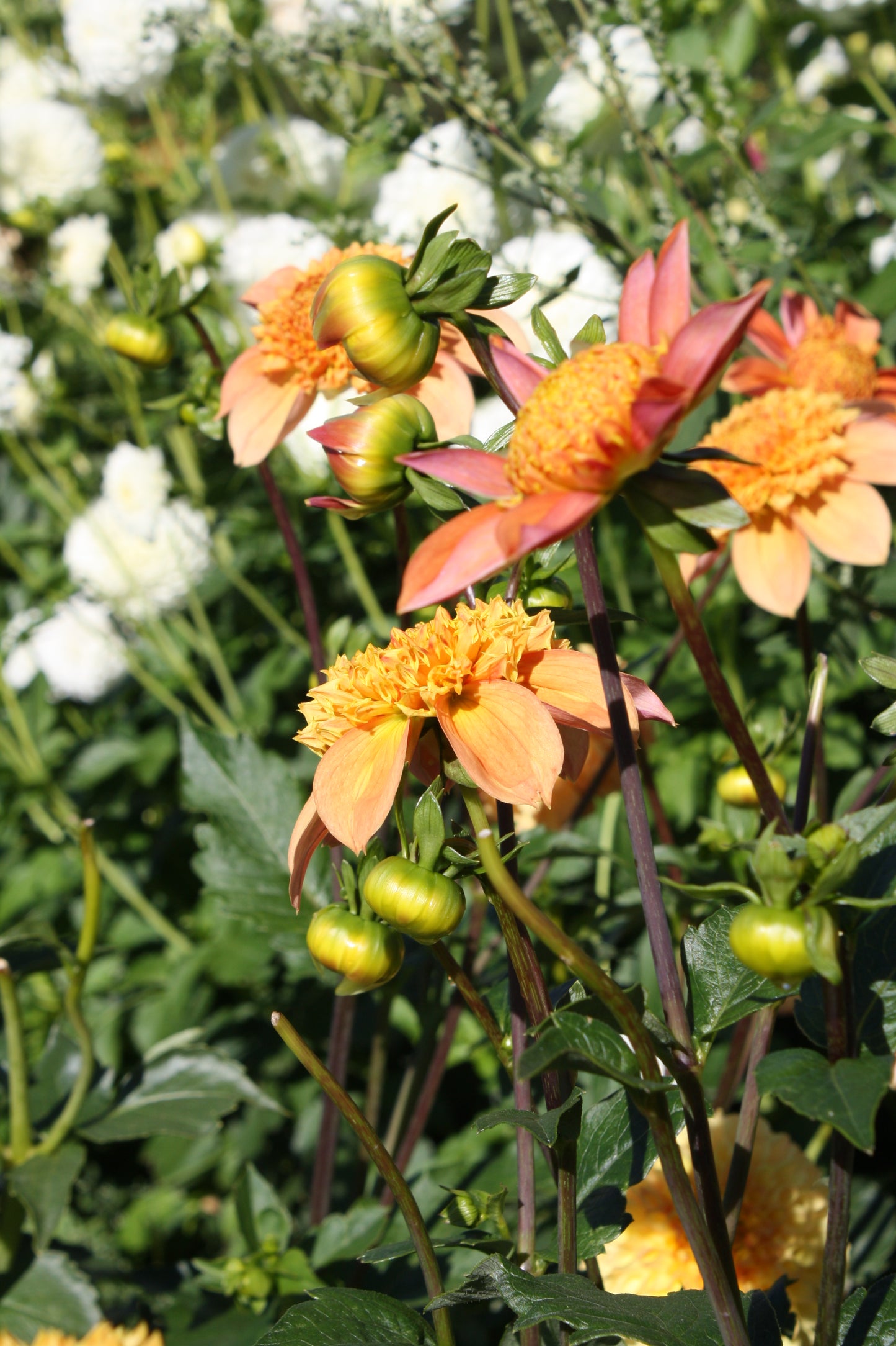 Sandia Brocade Dahlia Tuber