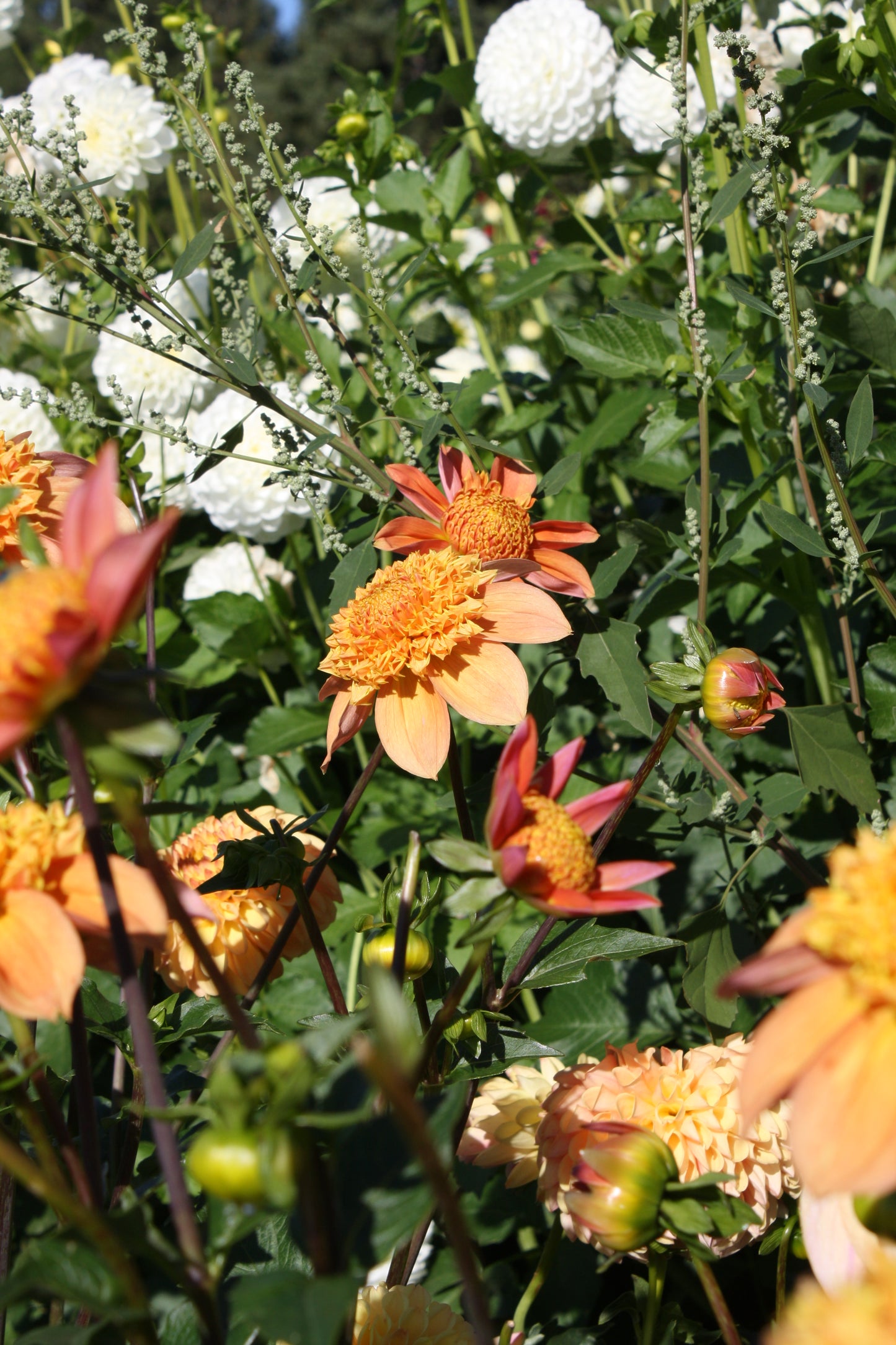 Sandia Brocade Dahlia Tuber