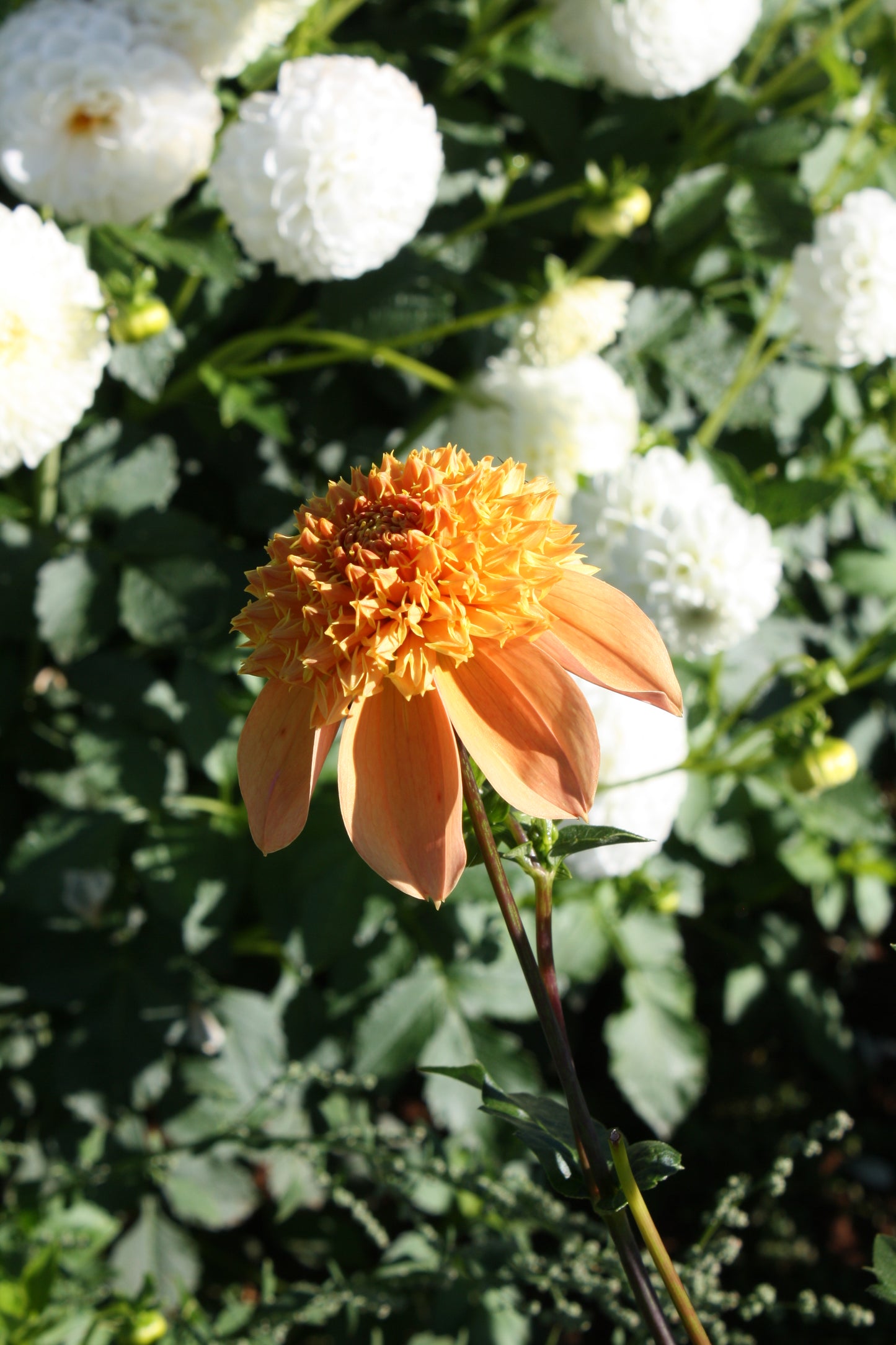 Sandia Brocade Dahlia Tuber
