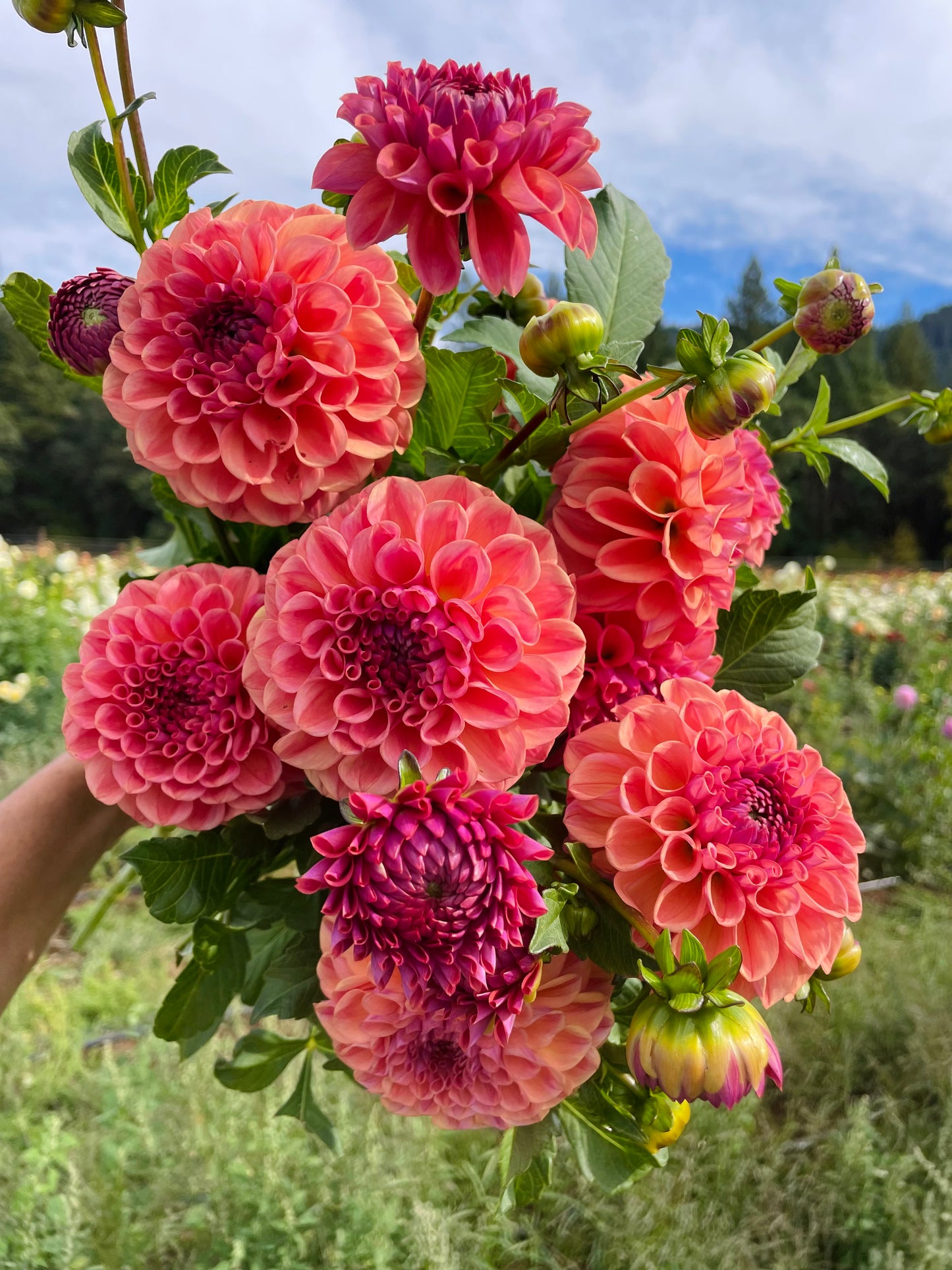 Chewy Dahlia Tuber