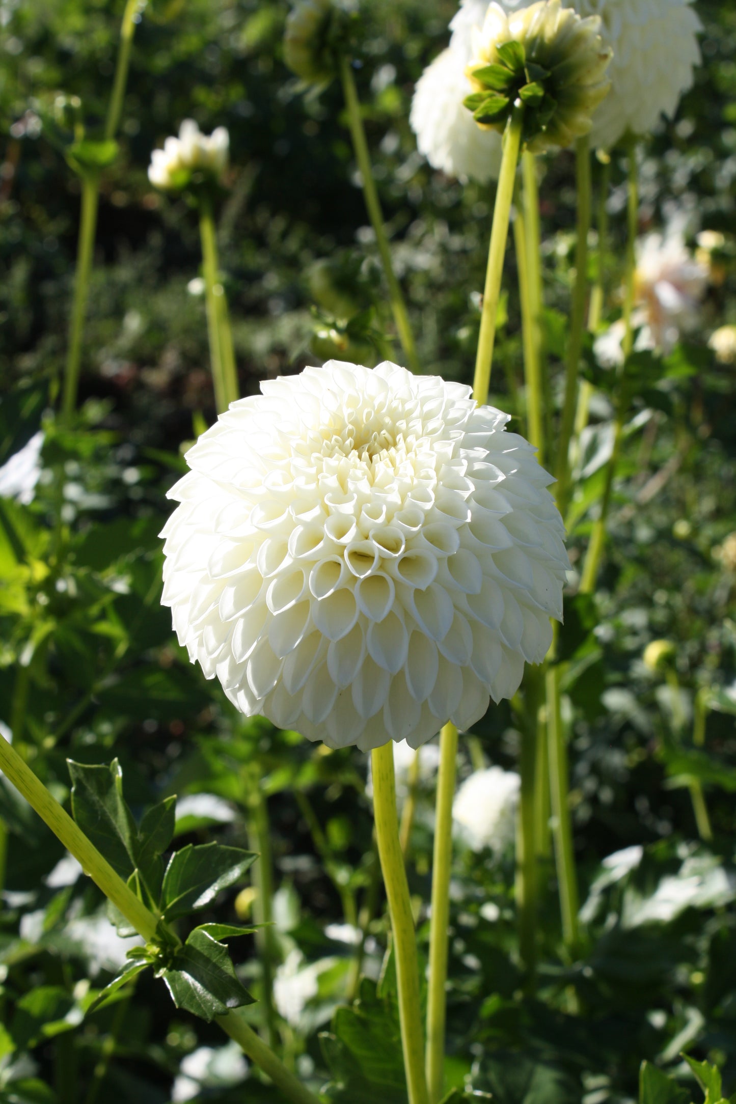 Ryecroft Jan Dahlia Tuber