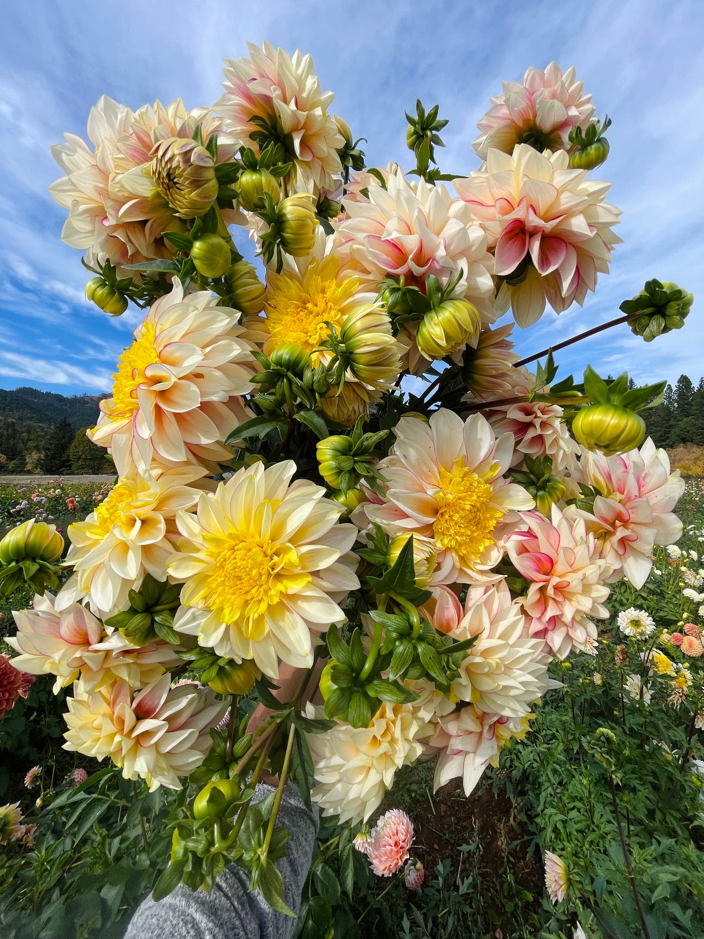 Polka Dahlia Tuber