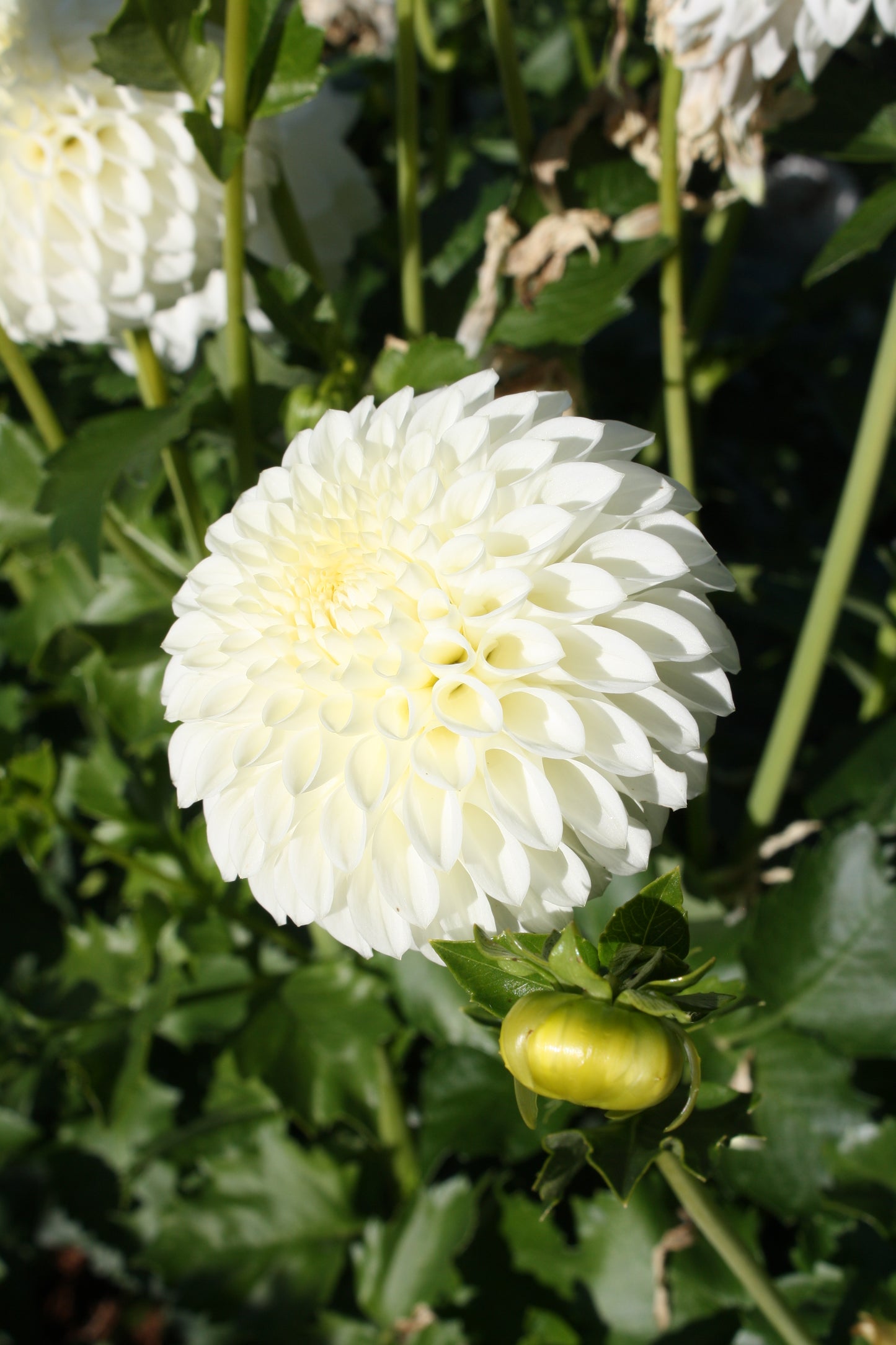 Ryecroft Jan Dahlia Tuber