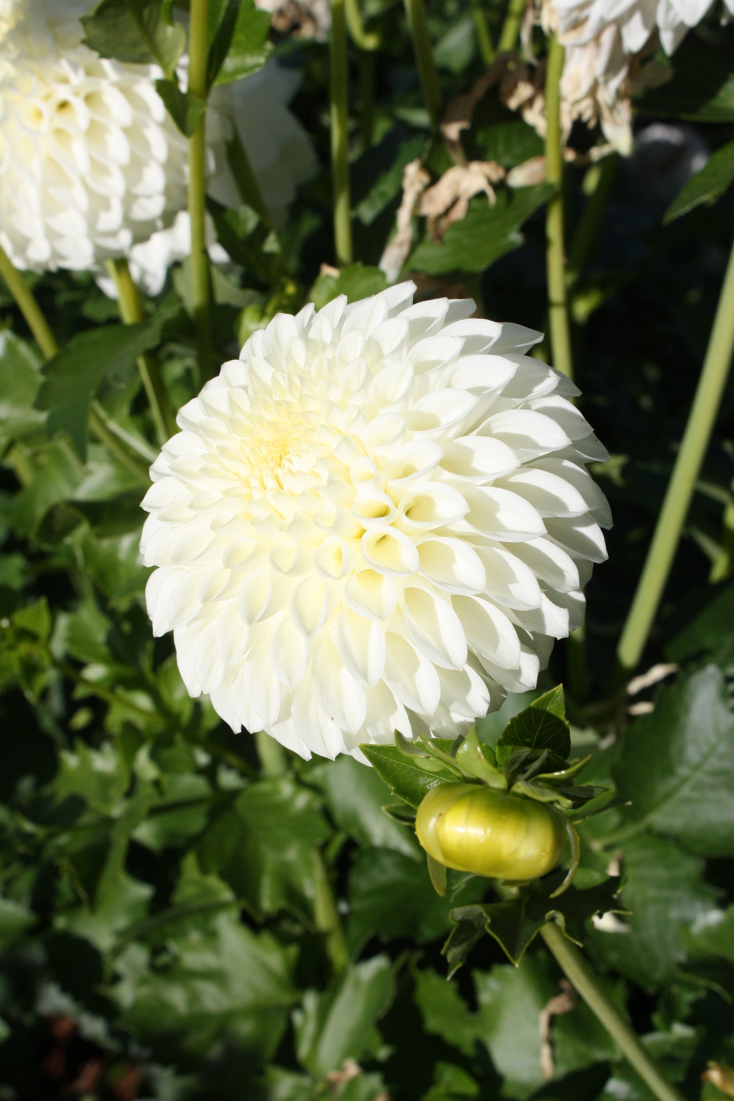Ryecroft Jan Dahlia Tuber