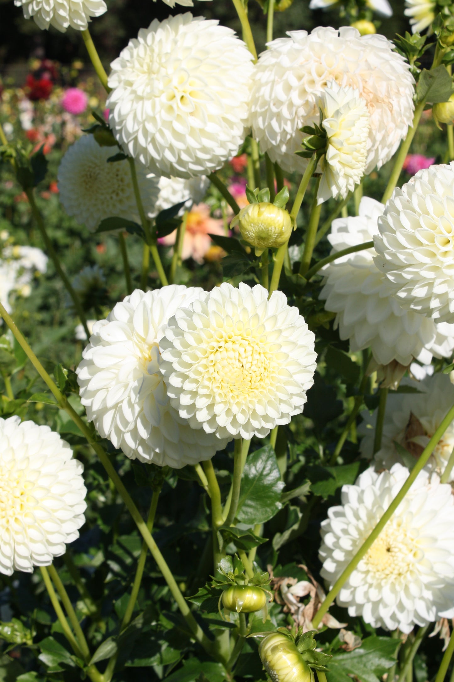 Ryecroft Jan Dahlia Tuber
