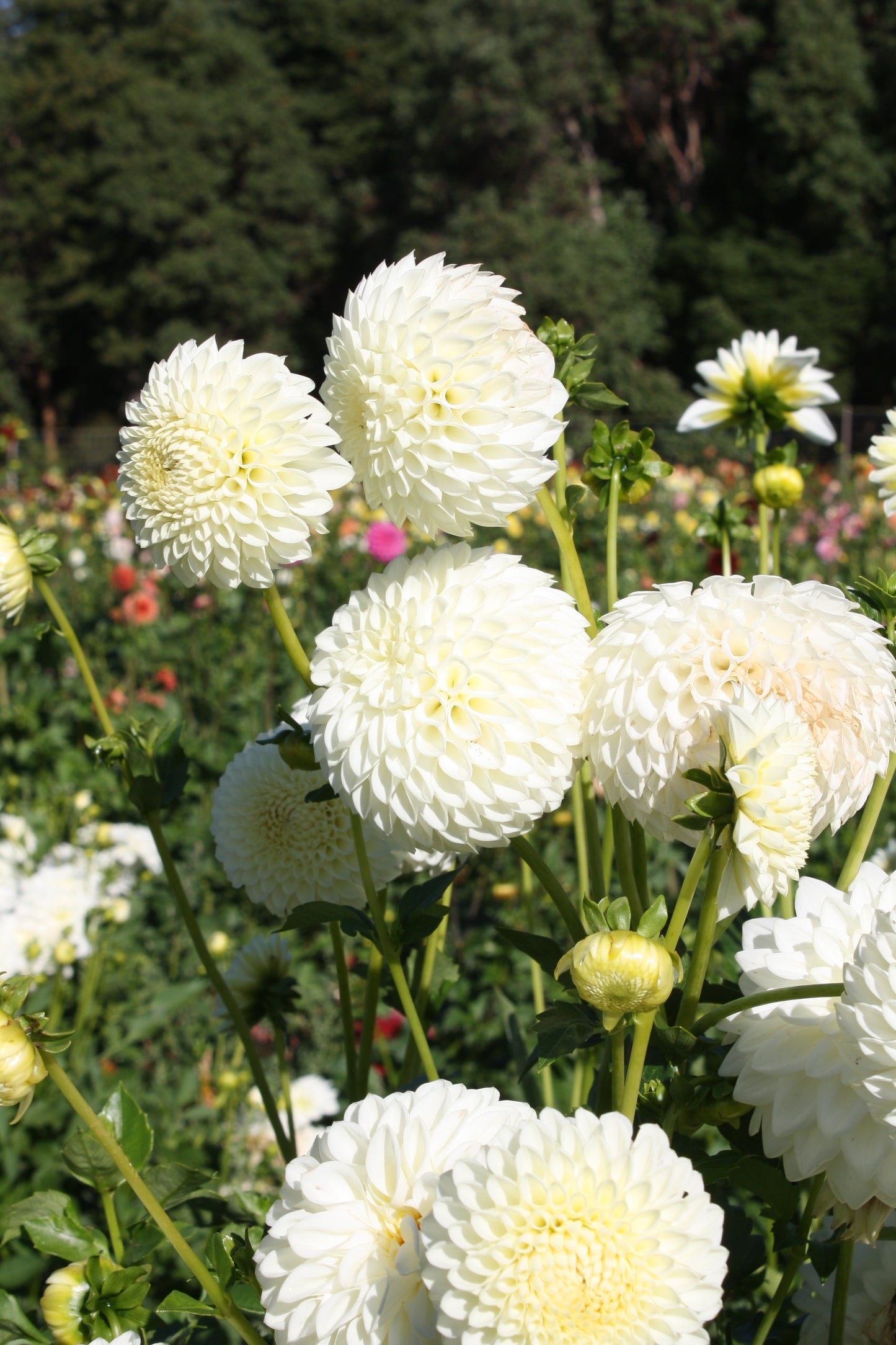 Ryecroft Jan Dahlia Tuber