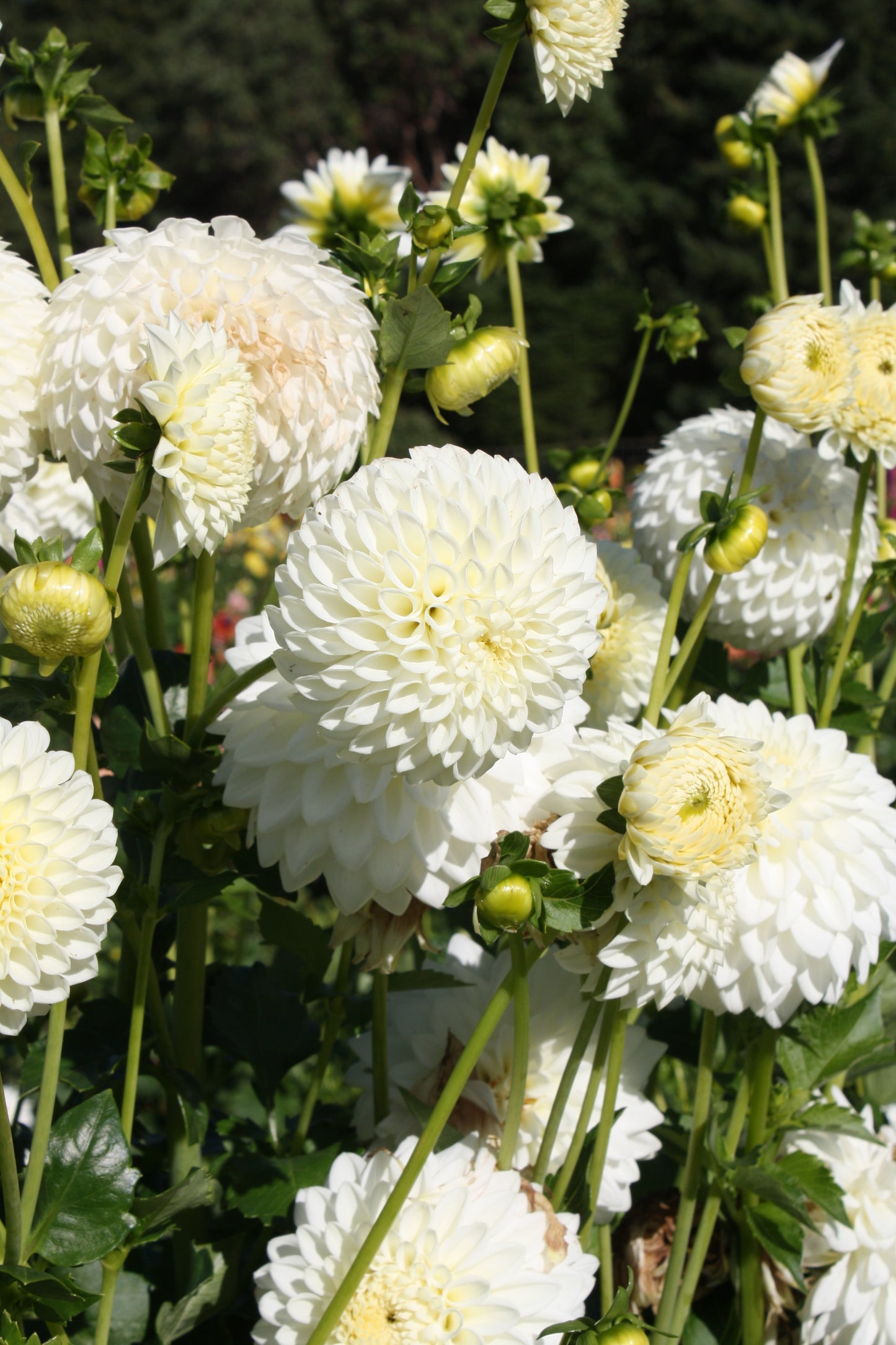 Ryecroft Jan Dahlia Tuber