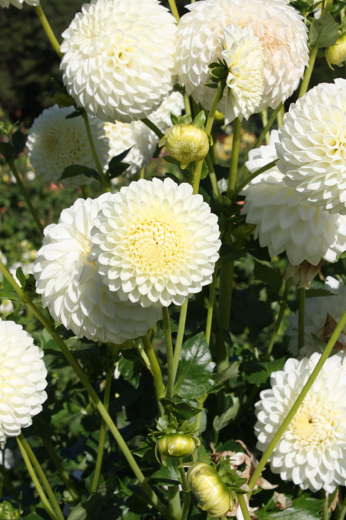 Ryecroft Jan Dahlia Tuber