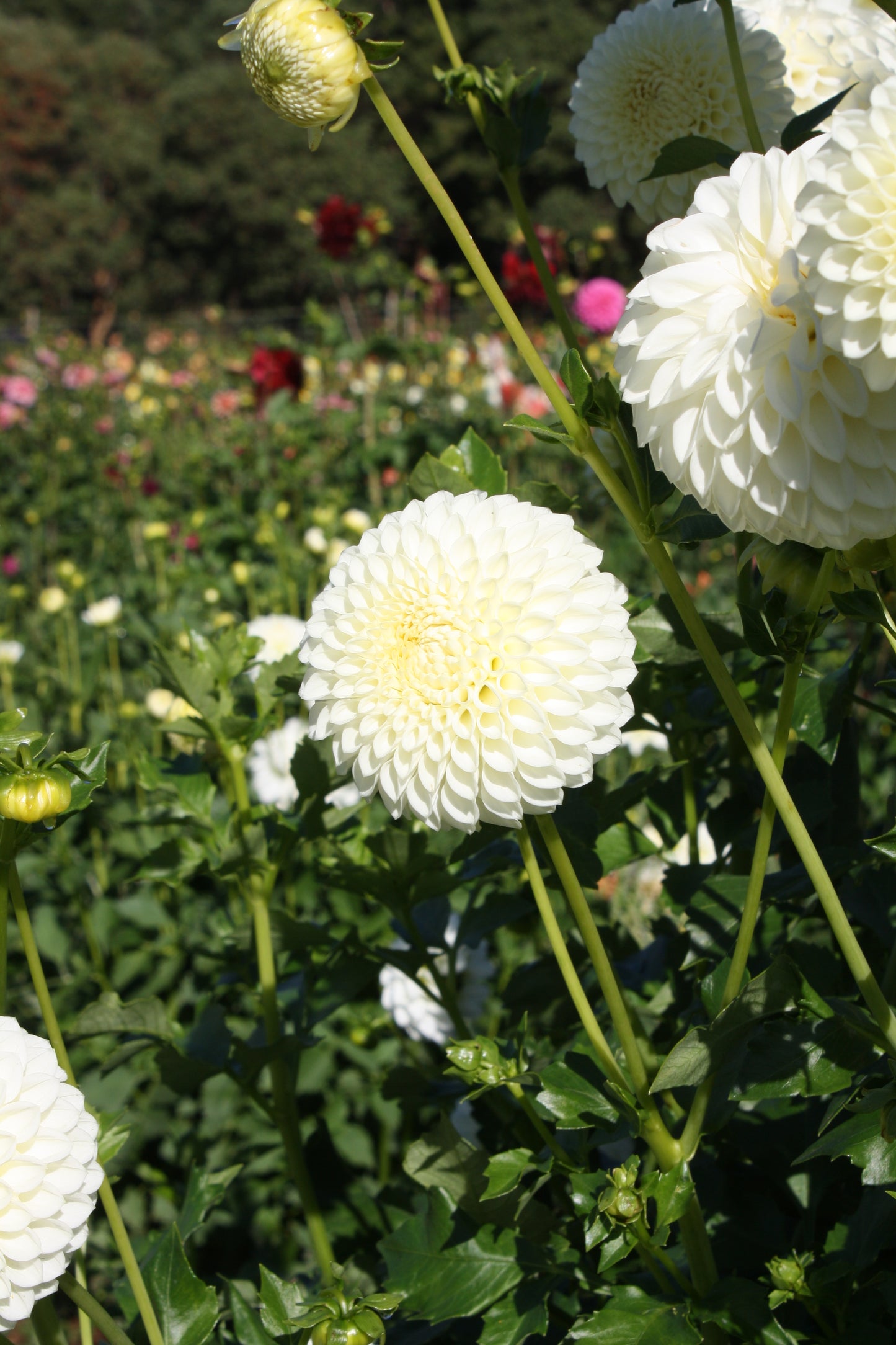 Ryecroft Jan Dahlia Tuber
