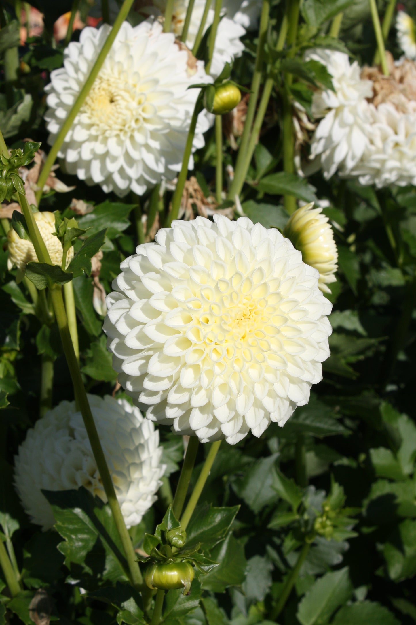 Ryecroft Jan Dahlia Tuber