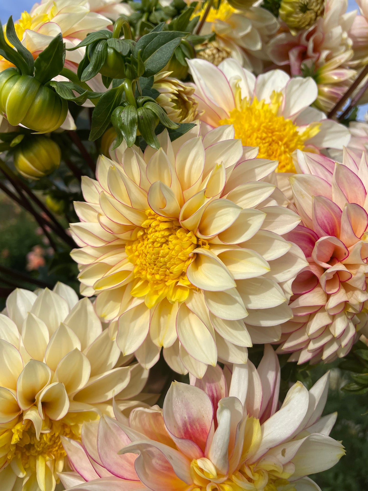 Polka Dahlia Tuber