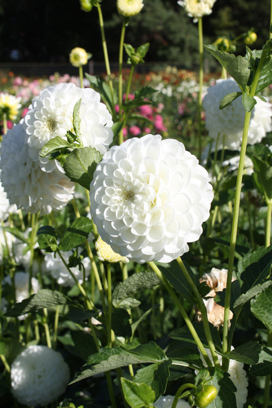 White Aster Dahlia Tuber