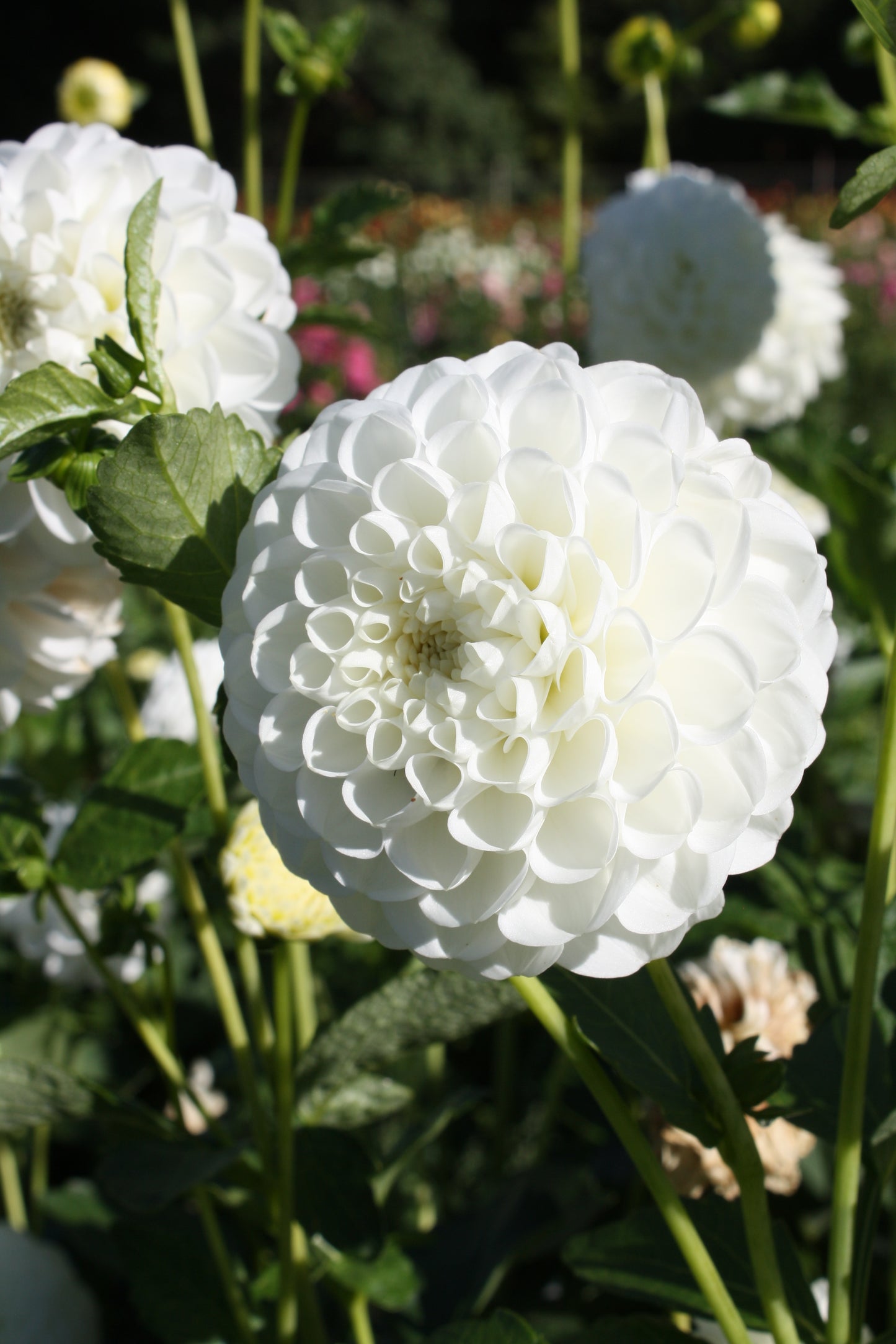 White Aster Dahlia Tuber