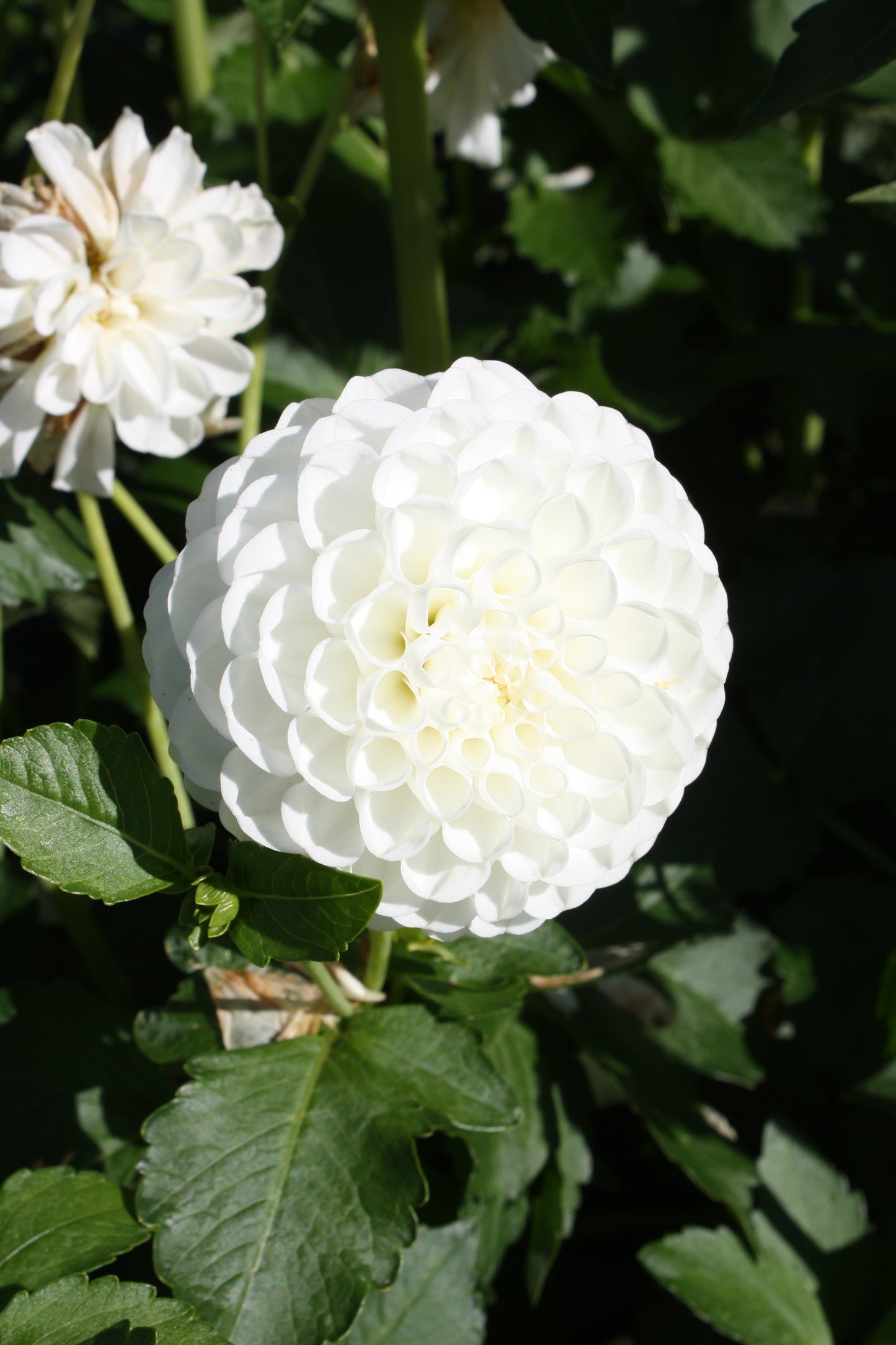 White Aster Dahlia Tuber