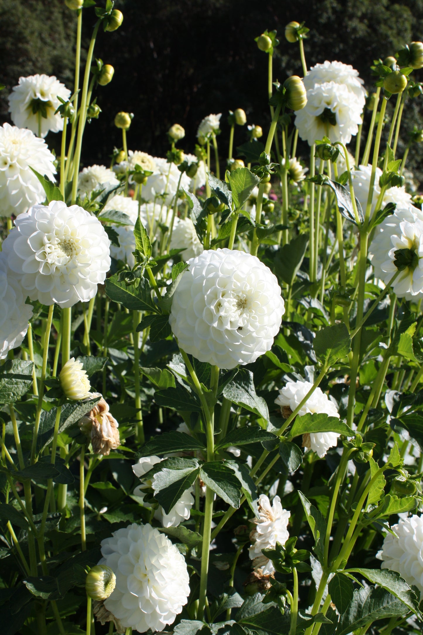 White Aster Dahlia Tuber