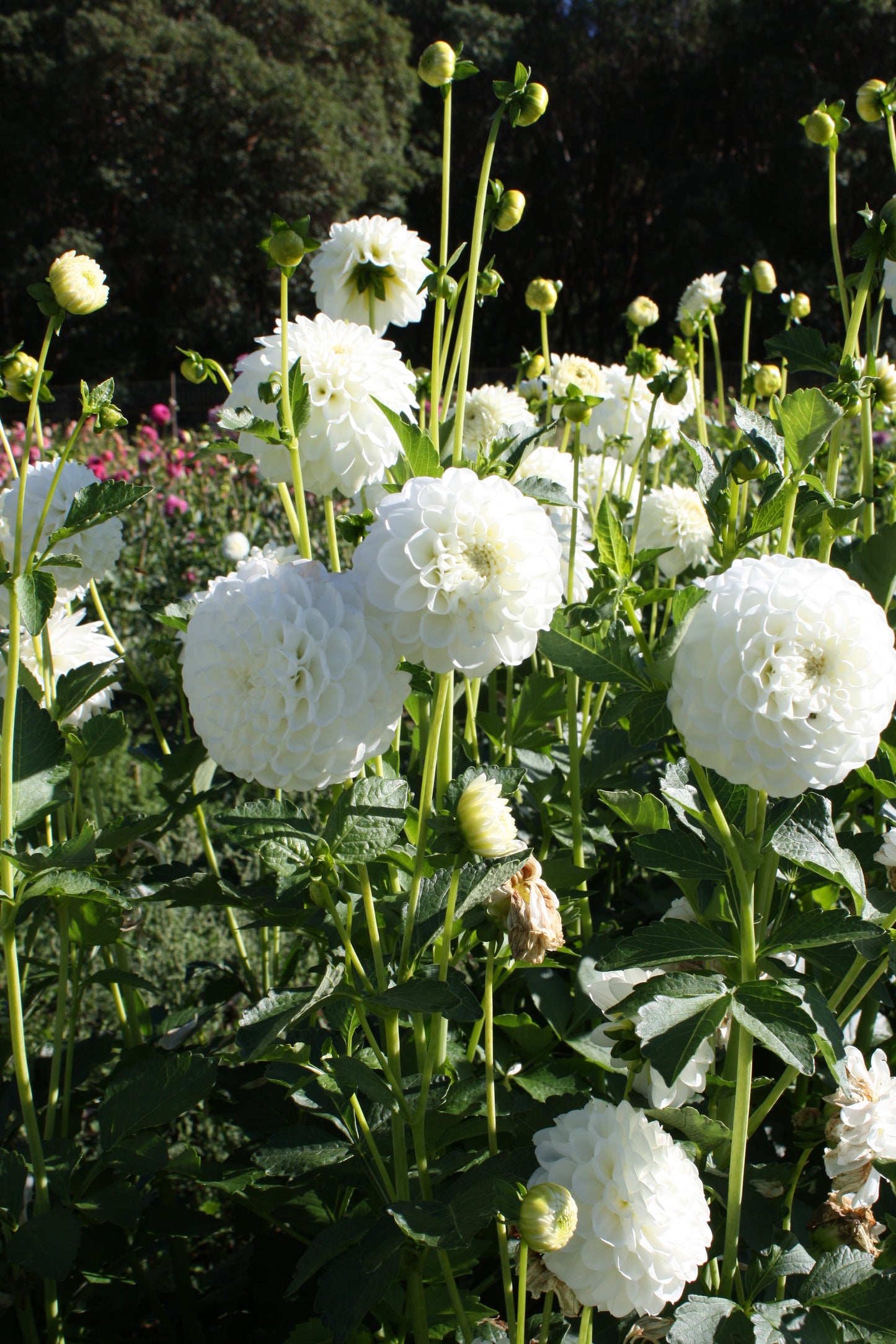White Aster Dahlia Tuber