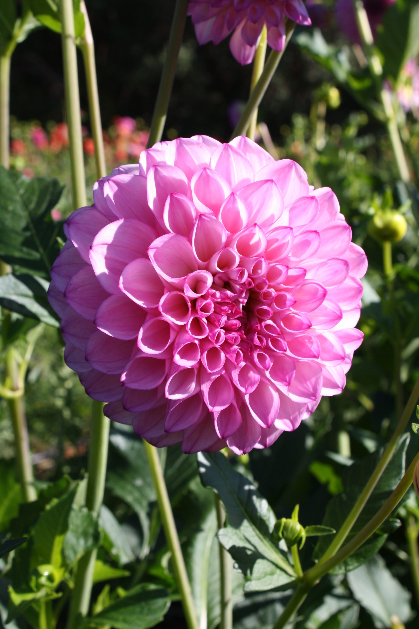 Hilltop Glo Dahlia Tuber