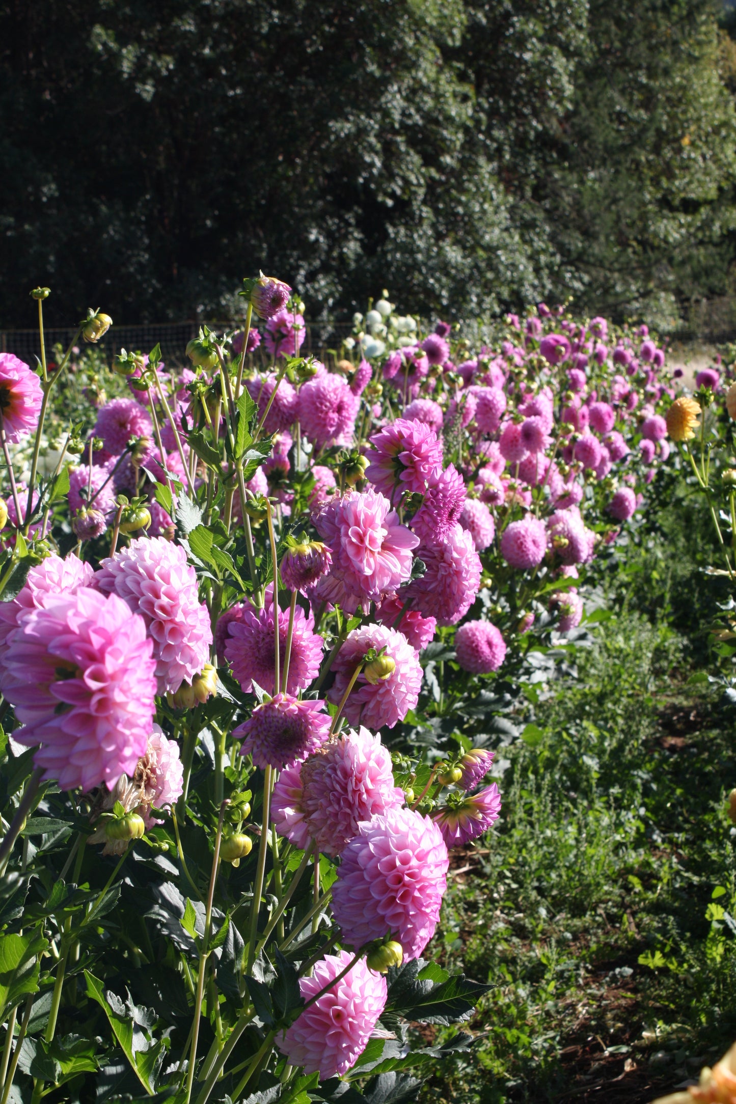 Hilltop Glo Dahlia Tuber