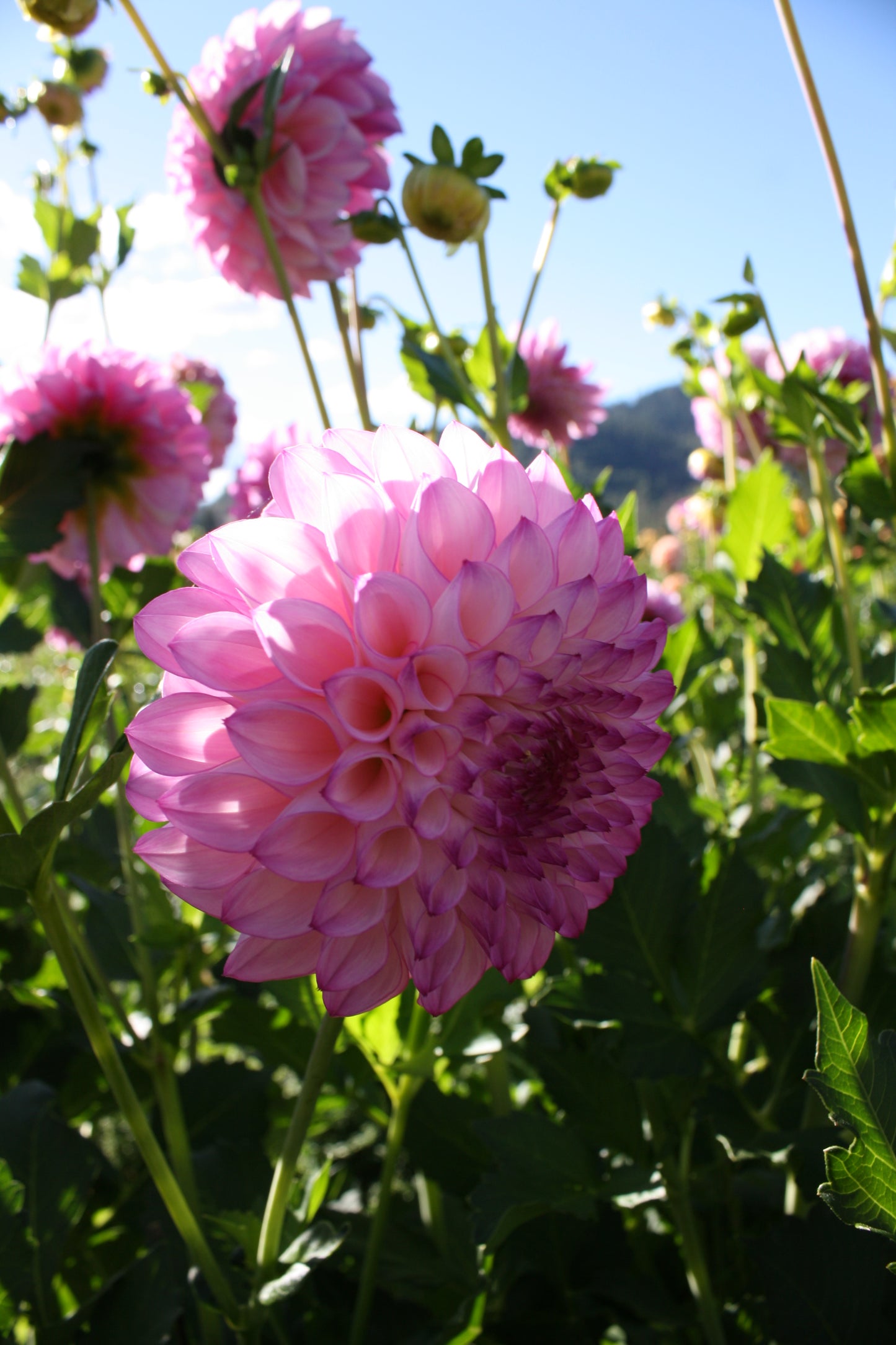 Hilltop Glo Dahlia Tuber