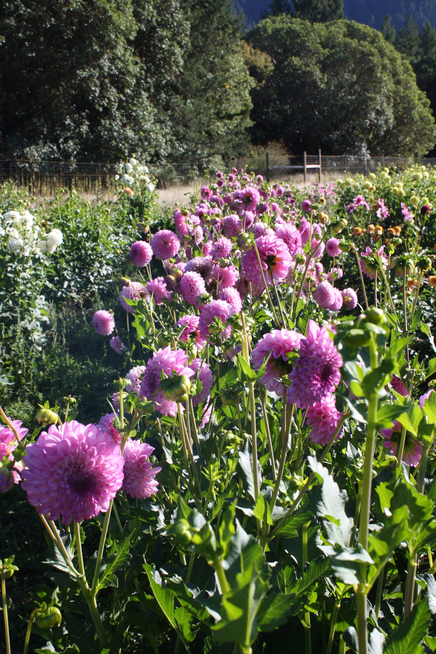 Hilltop Glo Dahlia Tuber