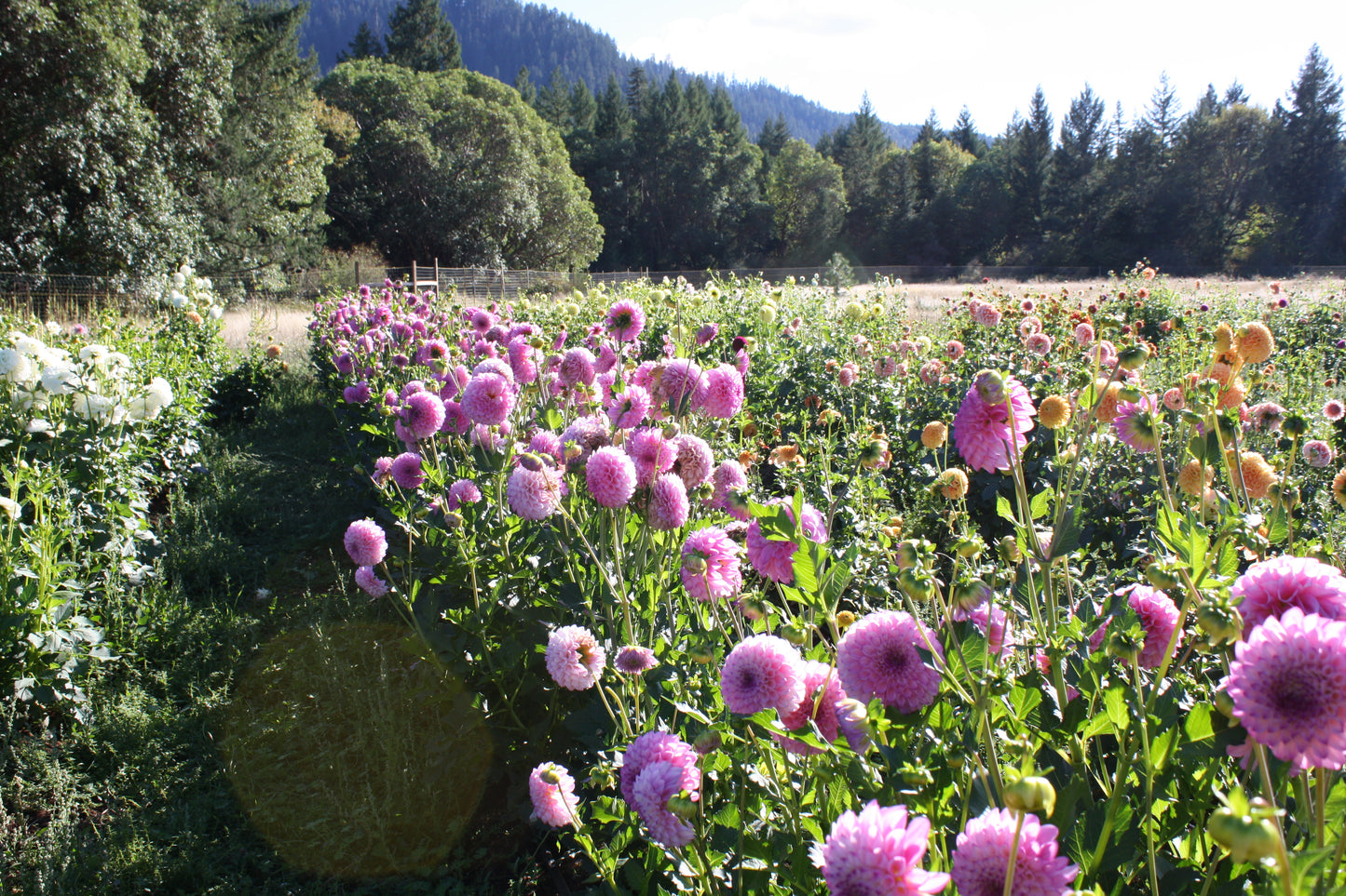 Hilltop Glo Dahlia Tuber