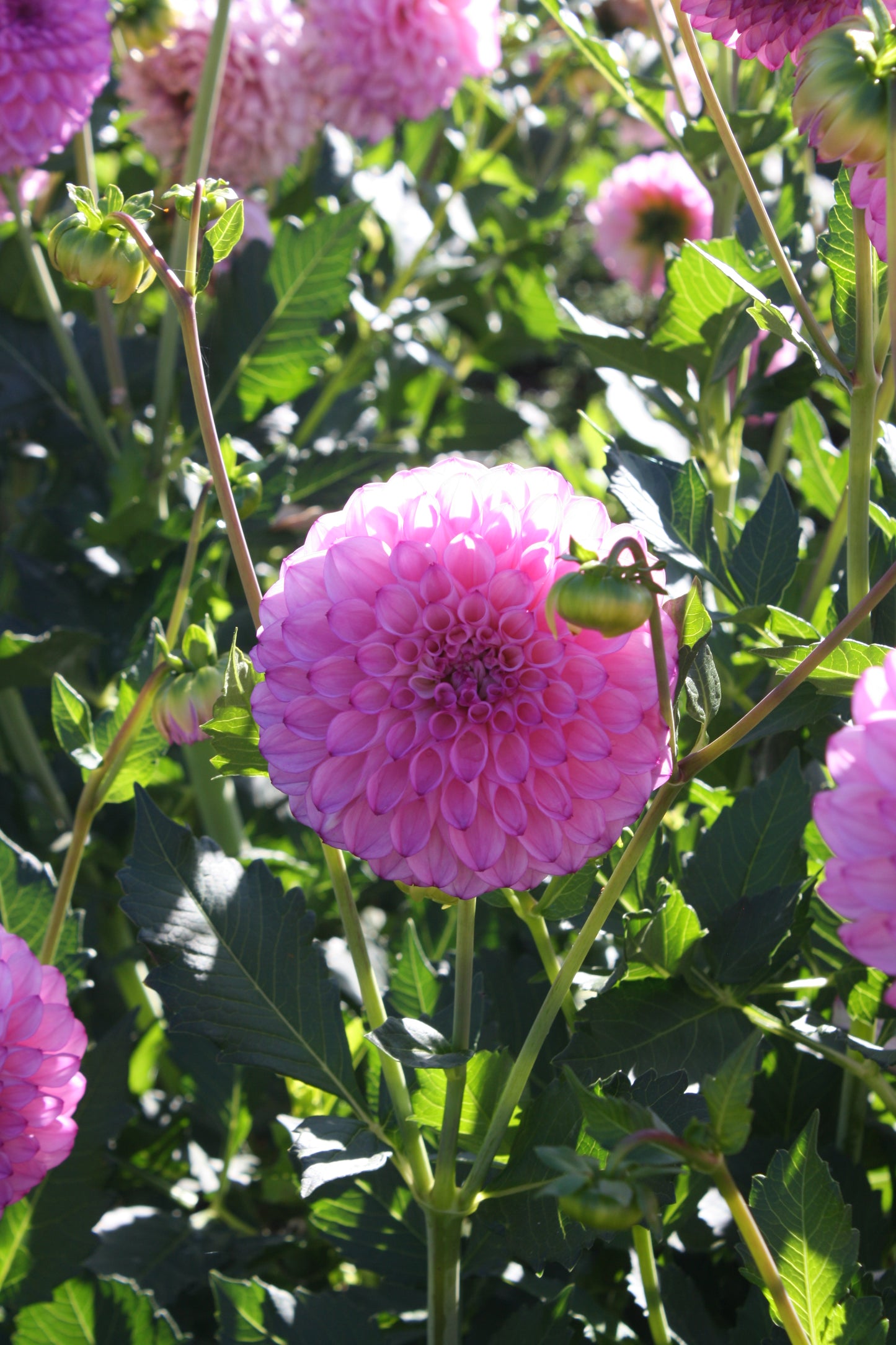 Hilltop Glo Dahlia Tuber