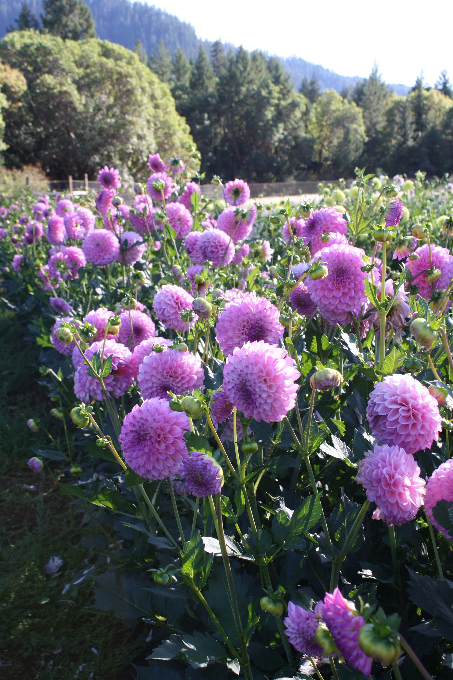 Hilltop Glo Dahlia Tuber