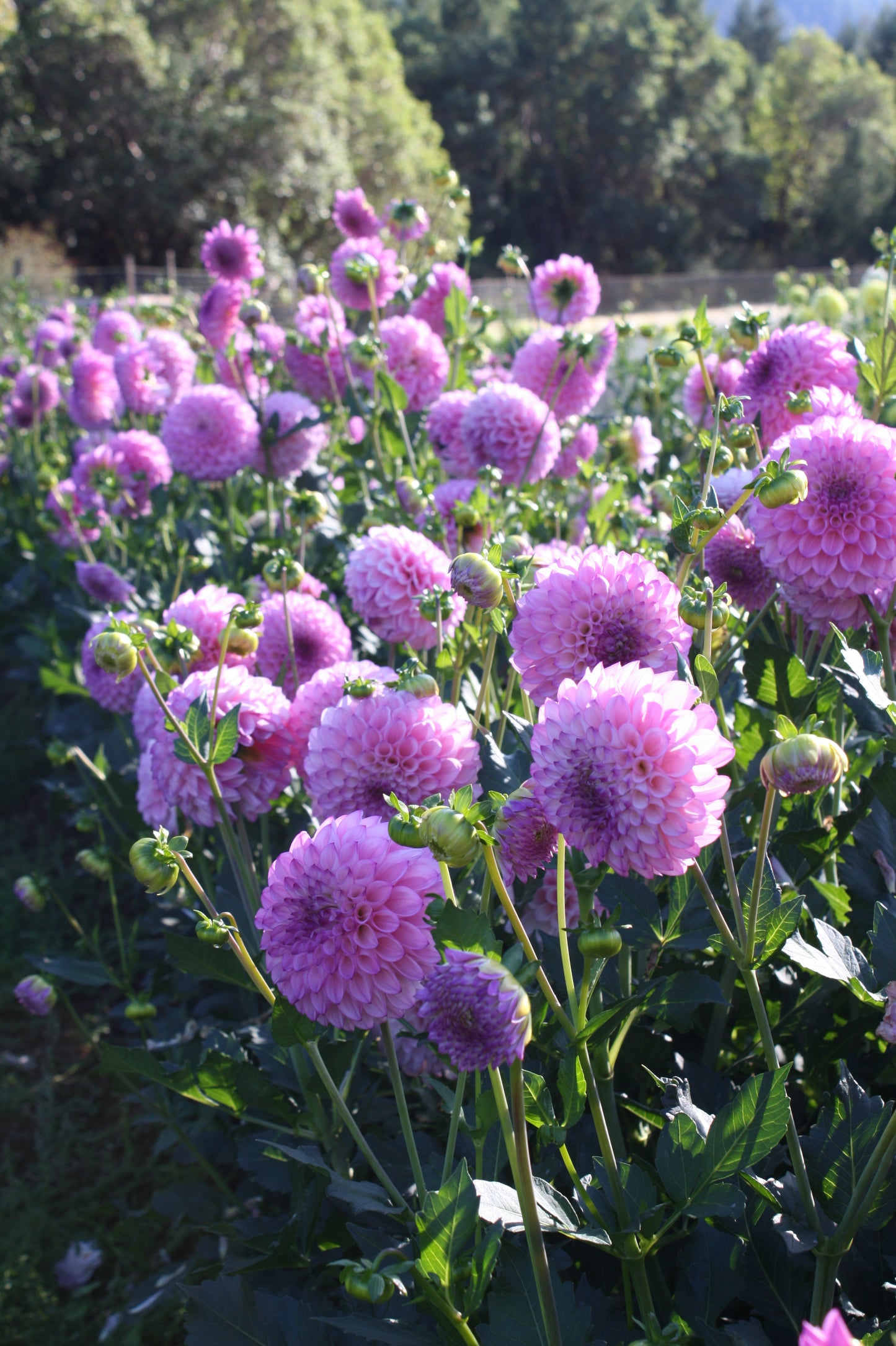 Hilltop Glo Dahlia Tuber