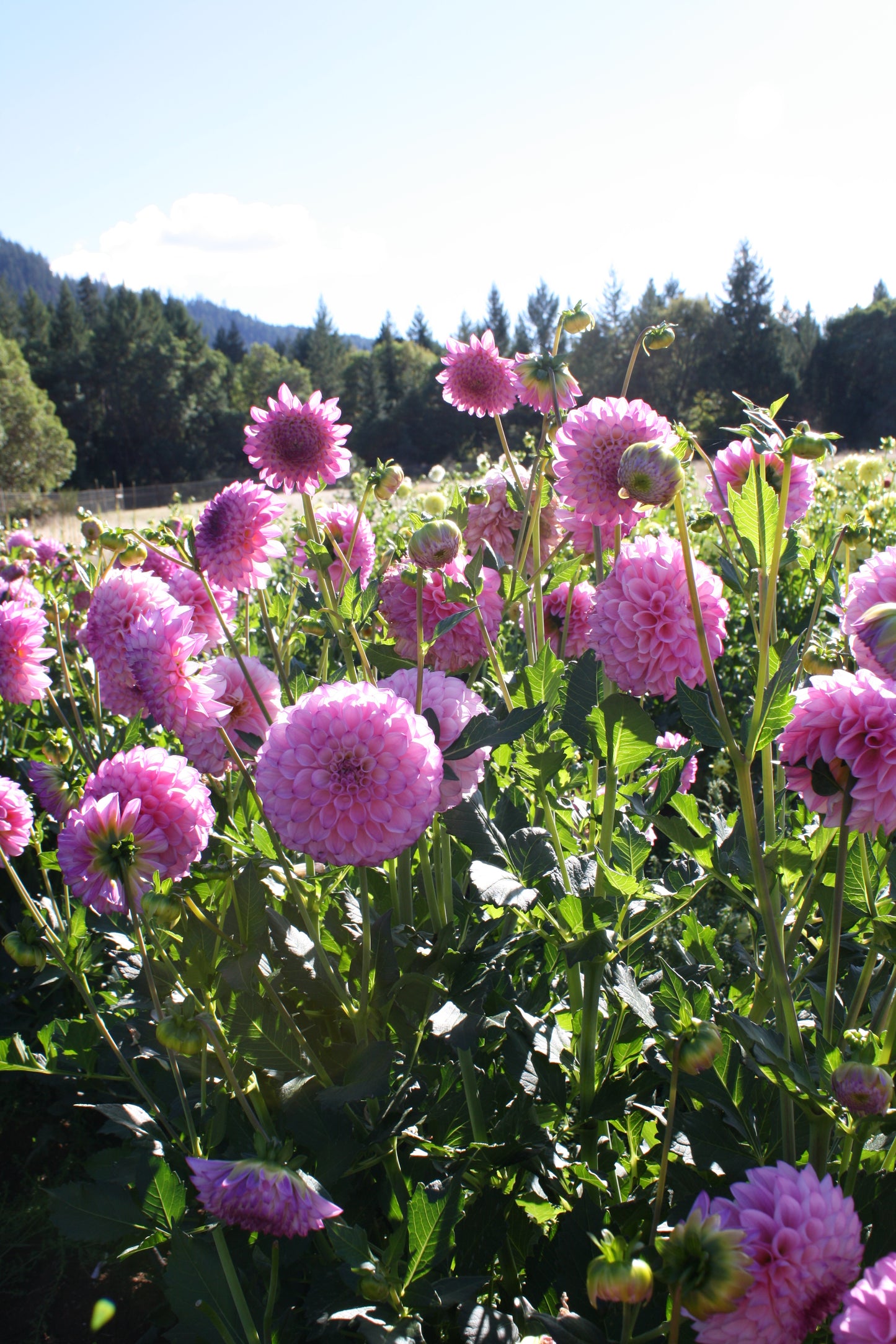 Hilltop Glo Dahlia Tuber