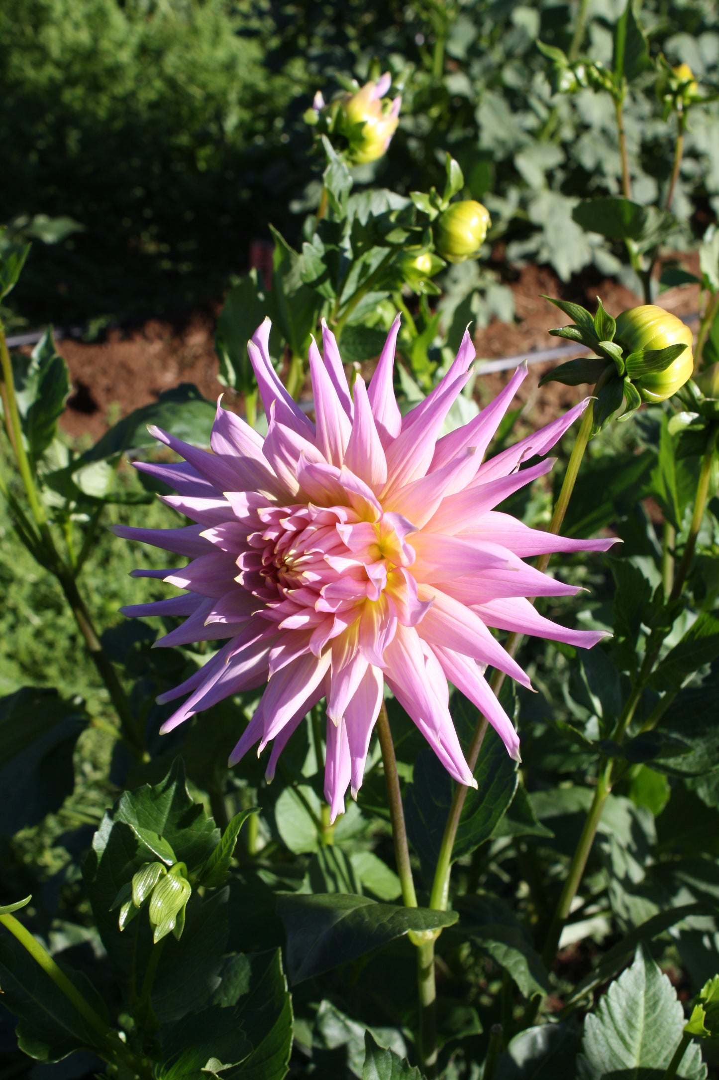 Wyn's Mauve Mist Dahlia Tuber