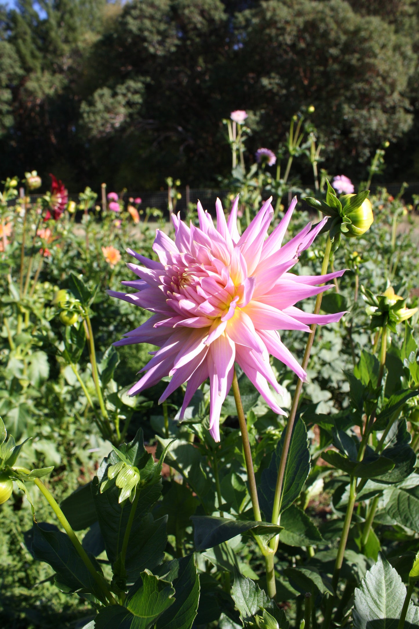 Wyn's Mauve Mist Dahlia Tuber