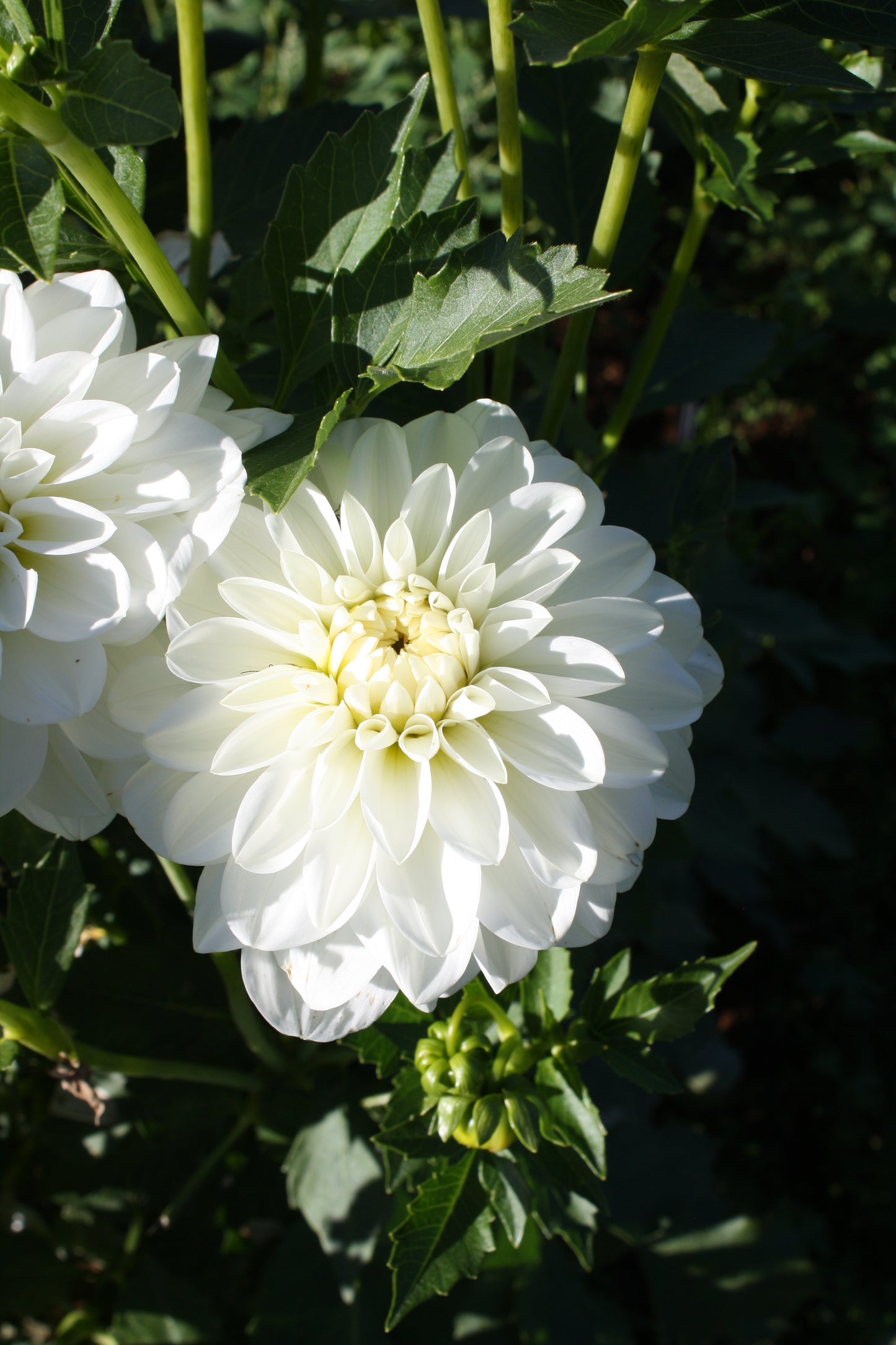 Bride to Be Dahlia Tuber