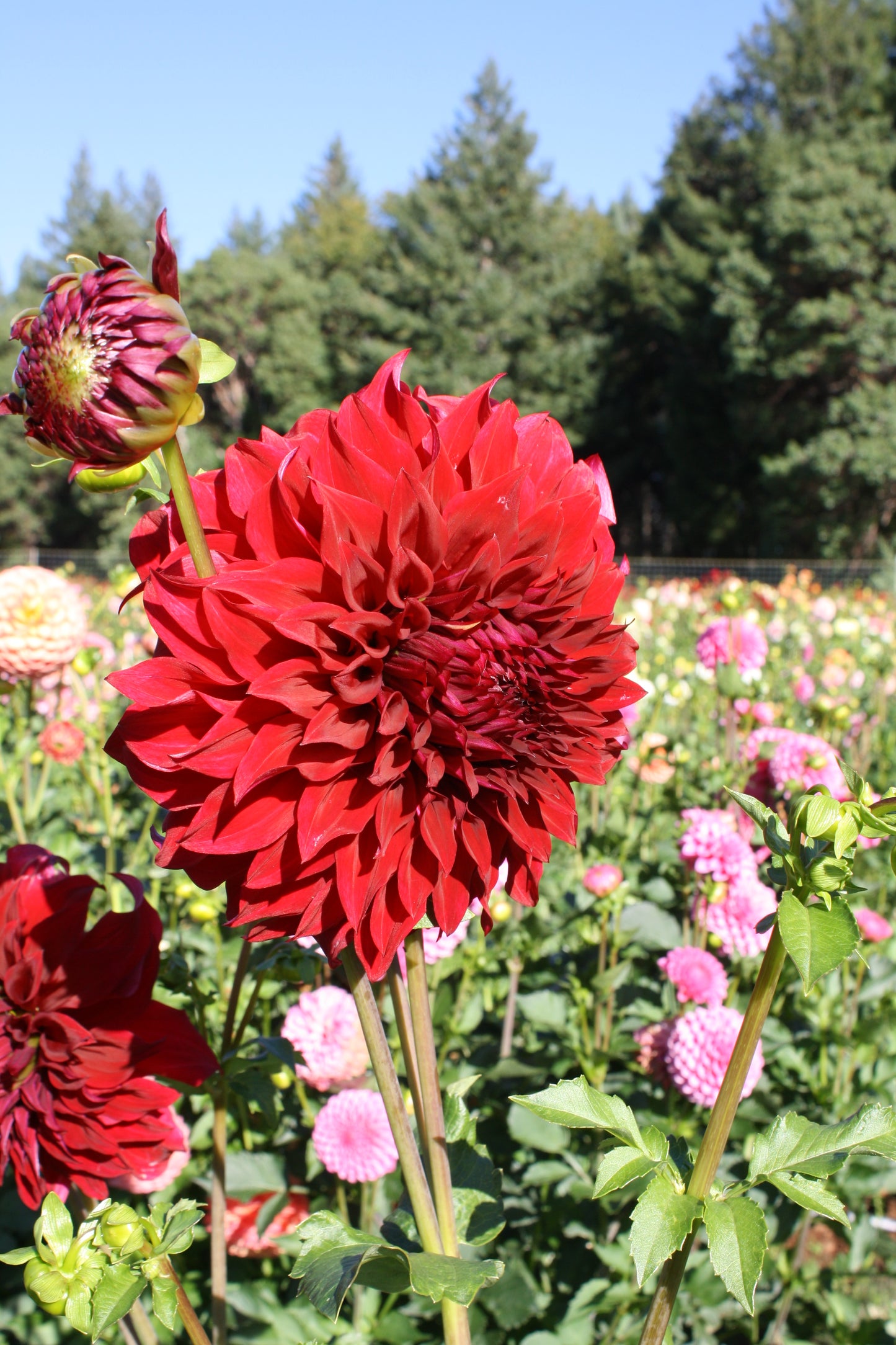 Spartacus Dahlia Tuber