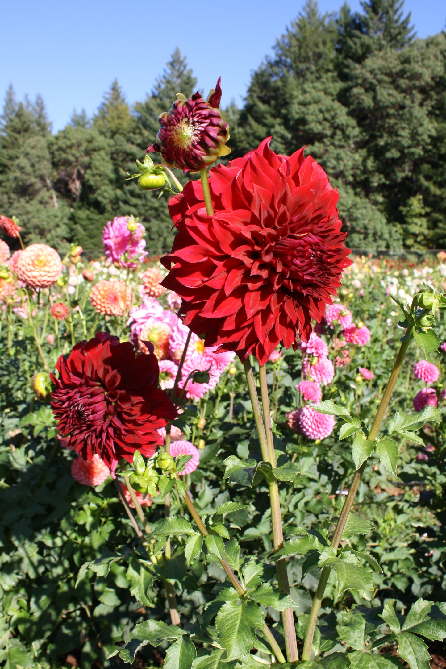 Spartacus Dahlia Tuber