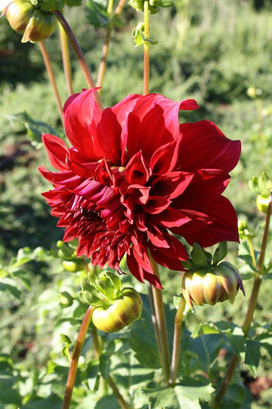 Spartacus Dahlia Tuber