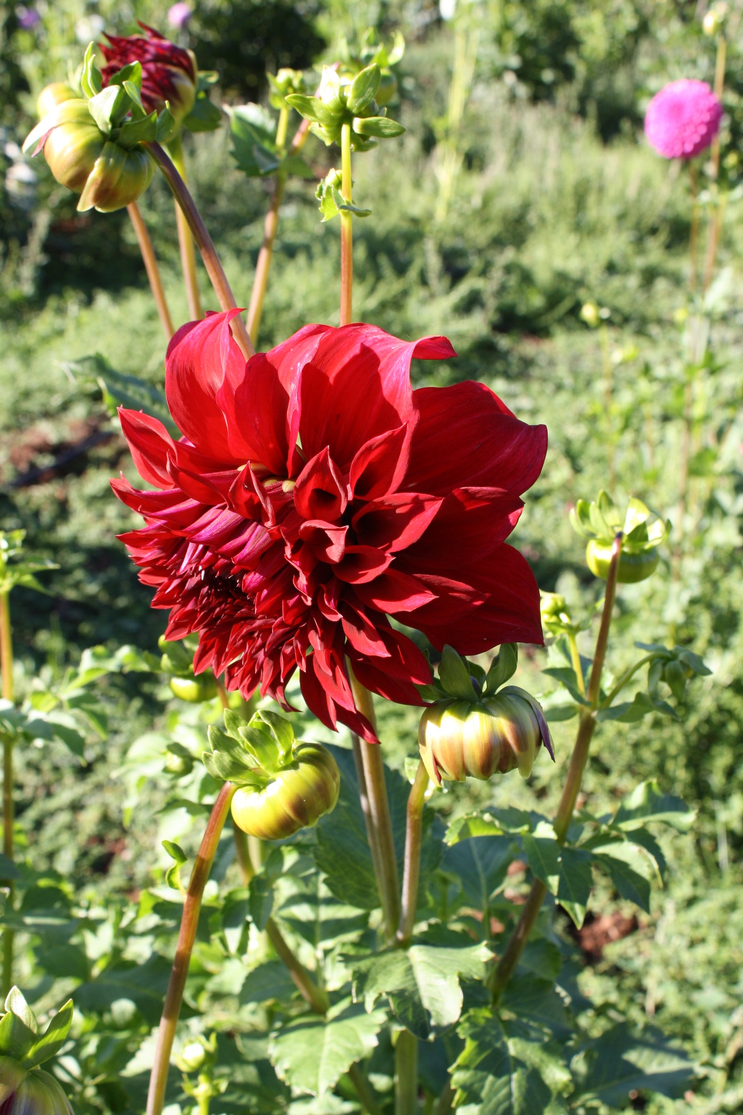 Spartacus Dahlia Tuber