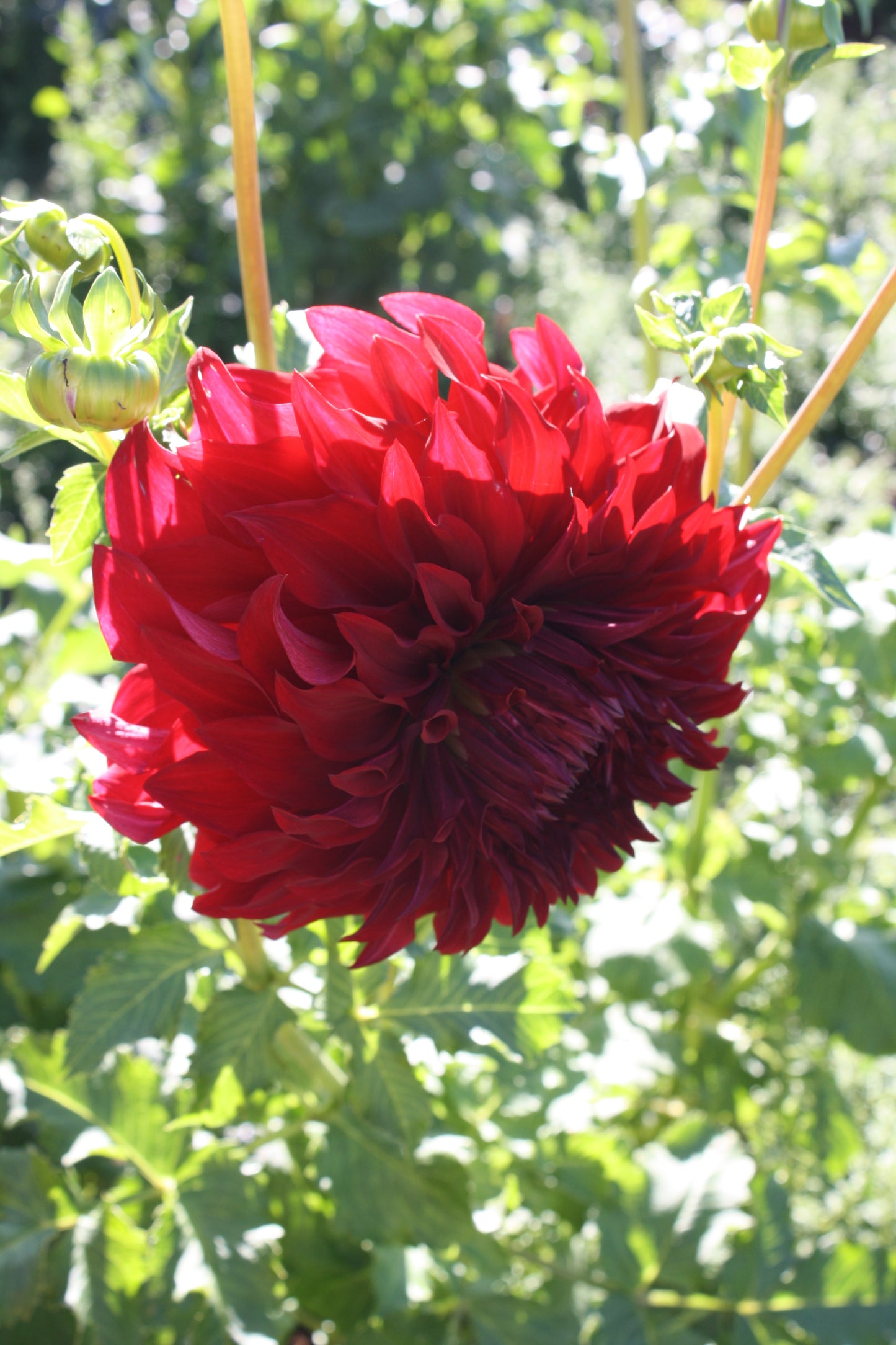 Spartacus Dahlia Tuber