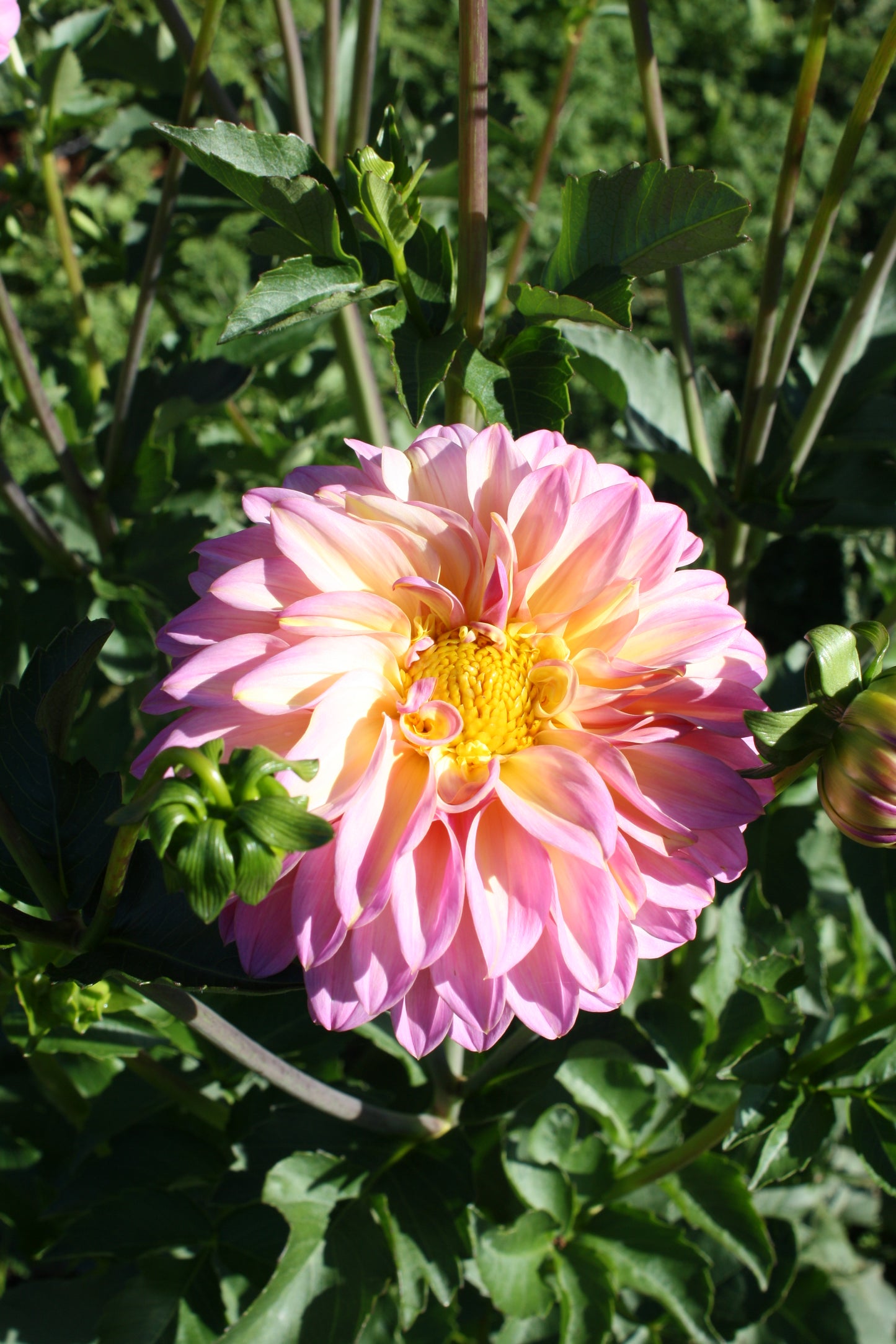 Bloomquist Fredene Dahlia Tuber
