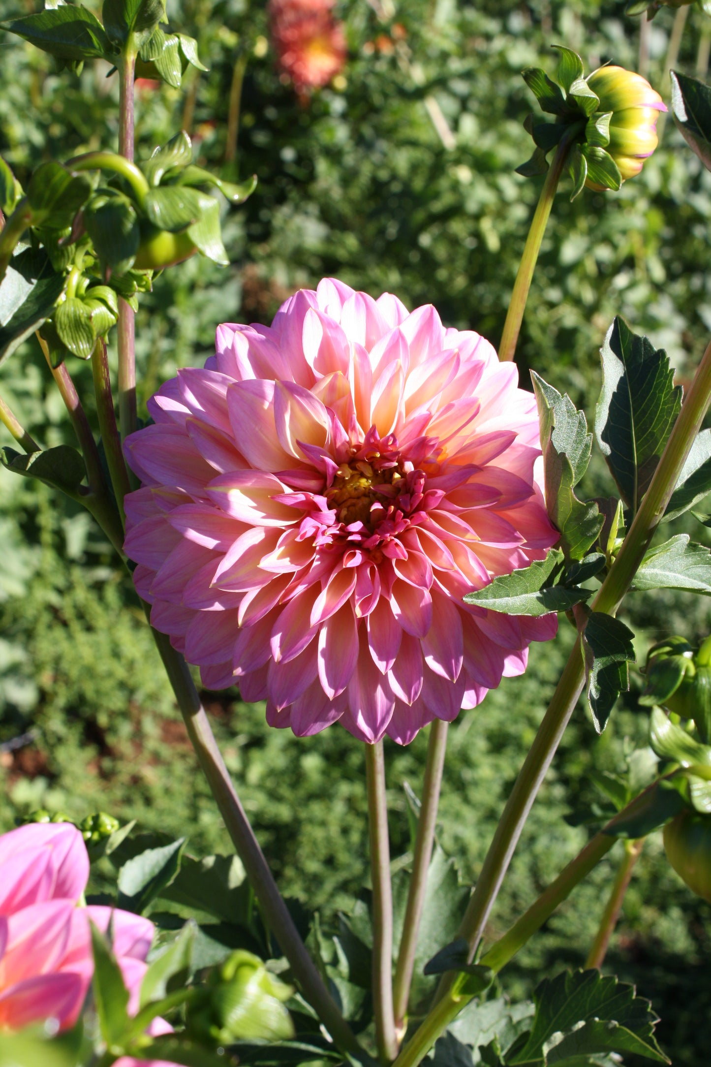 Bloomquist Fredene Dahlia Tuber