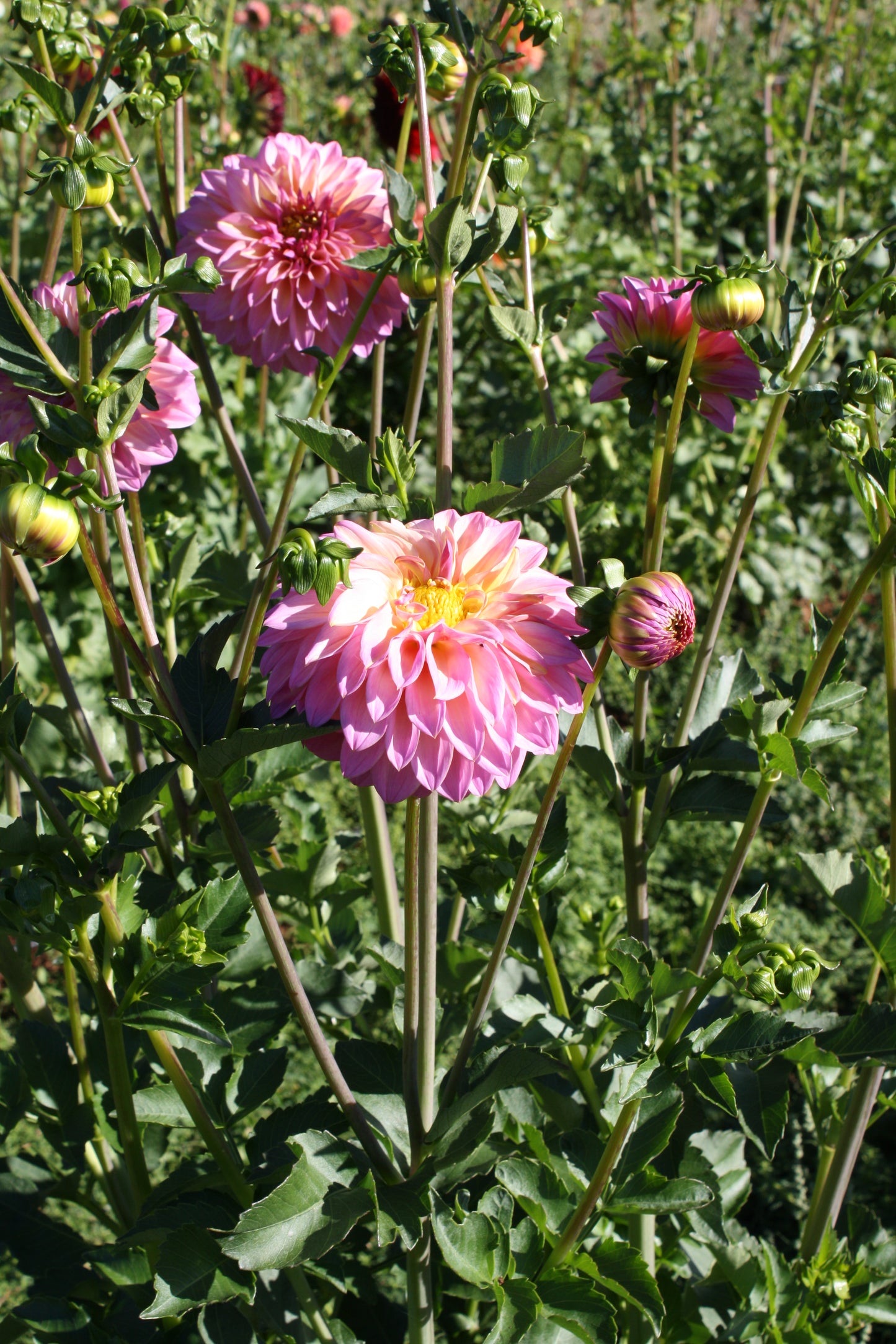 Bloomquist Fredene Dahlia Tuber