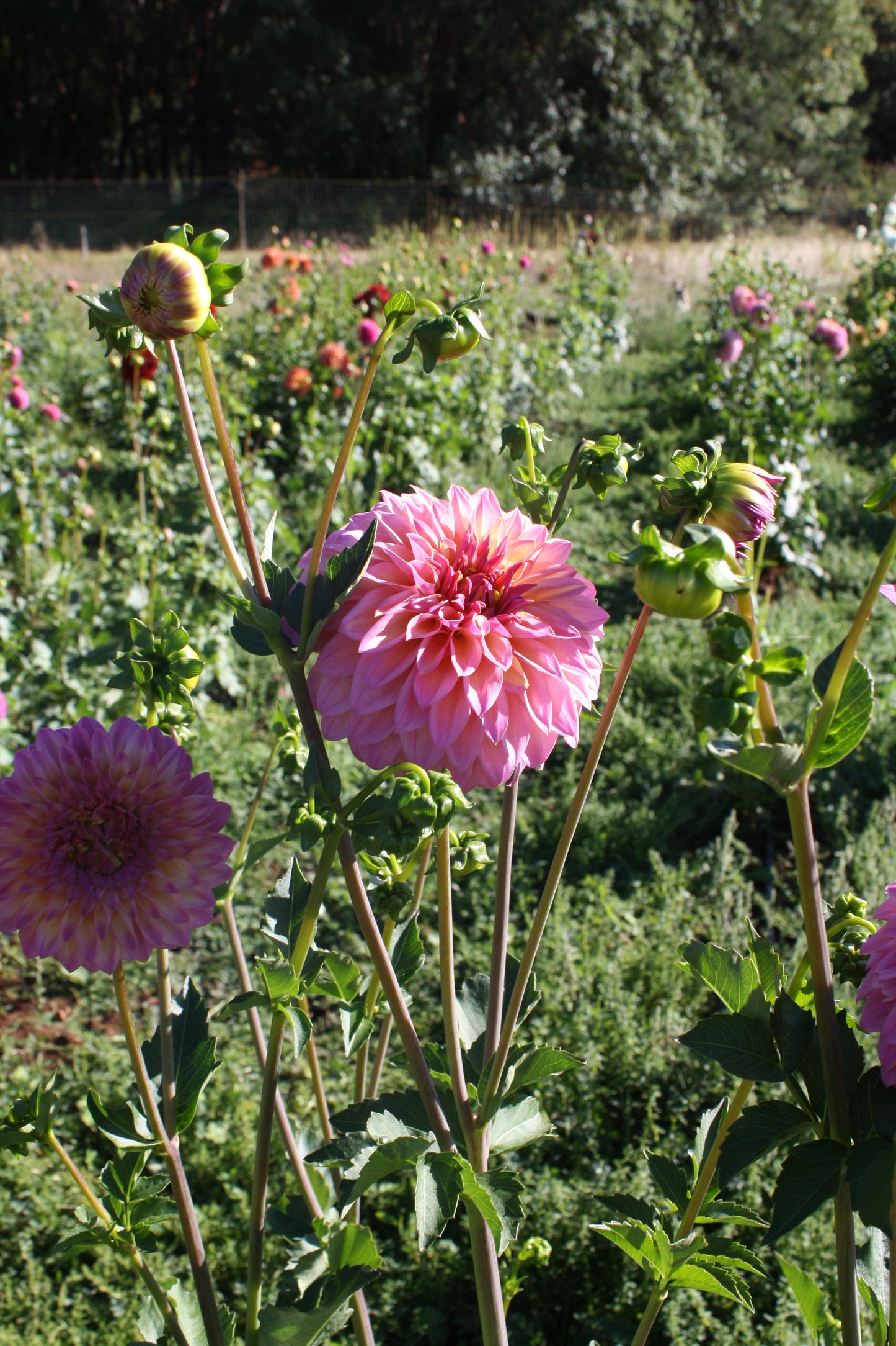 Bloomquist Fredene Dahlia Tuber